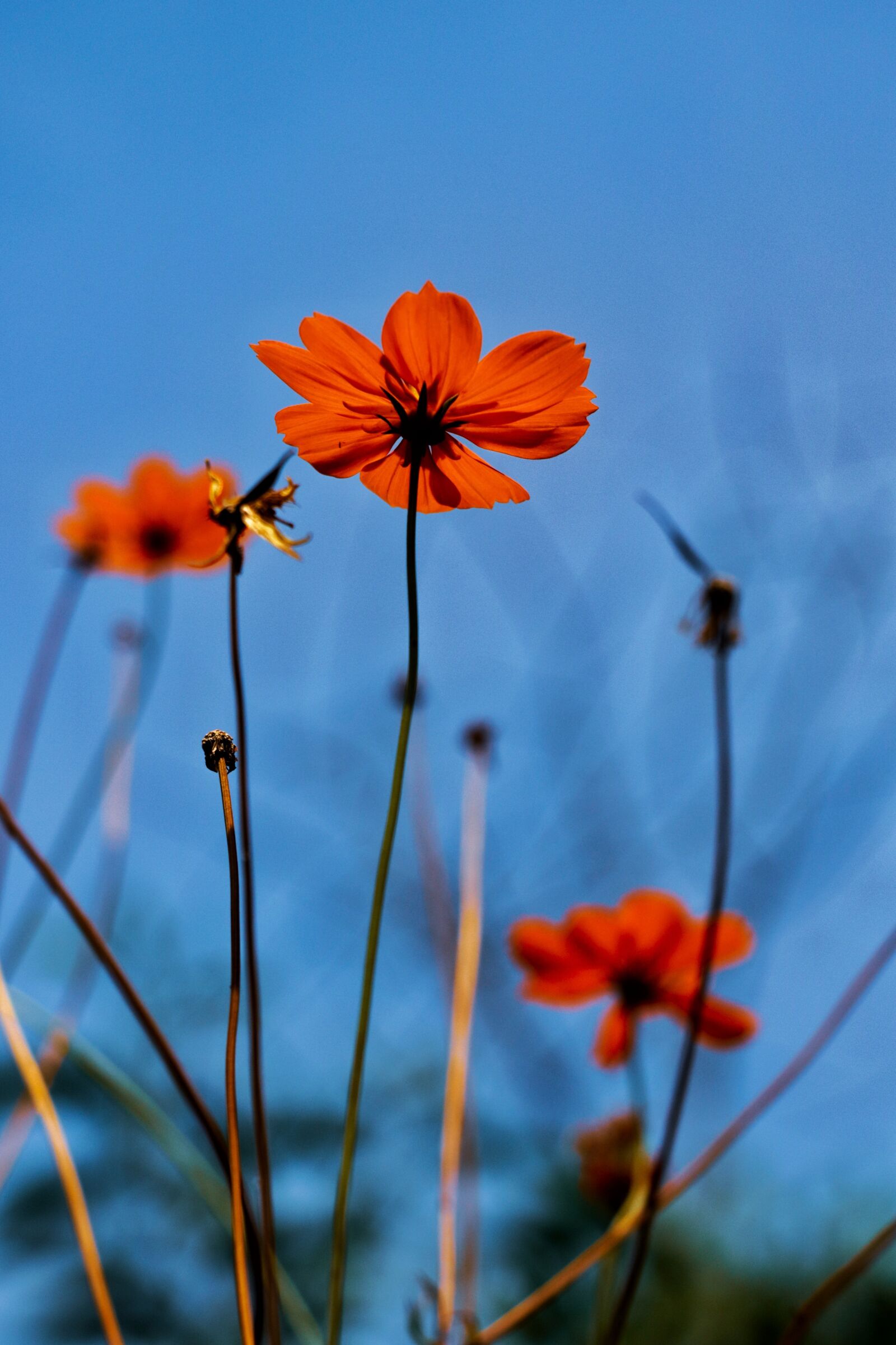 Canon EOS 760D (EOS Rebel T6s / EOS 8000D) sample photo. Desktop, color, abstract photography