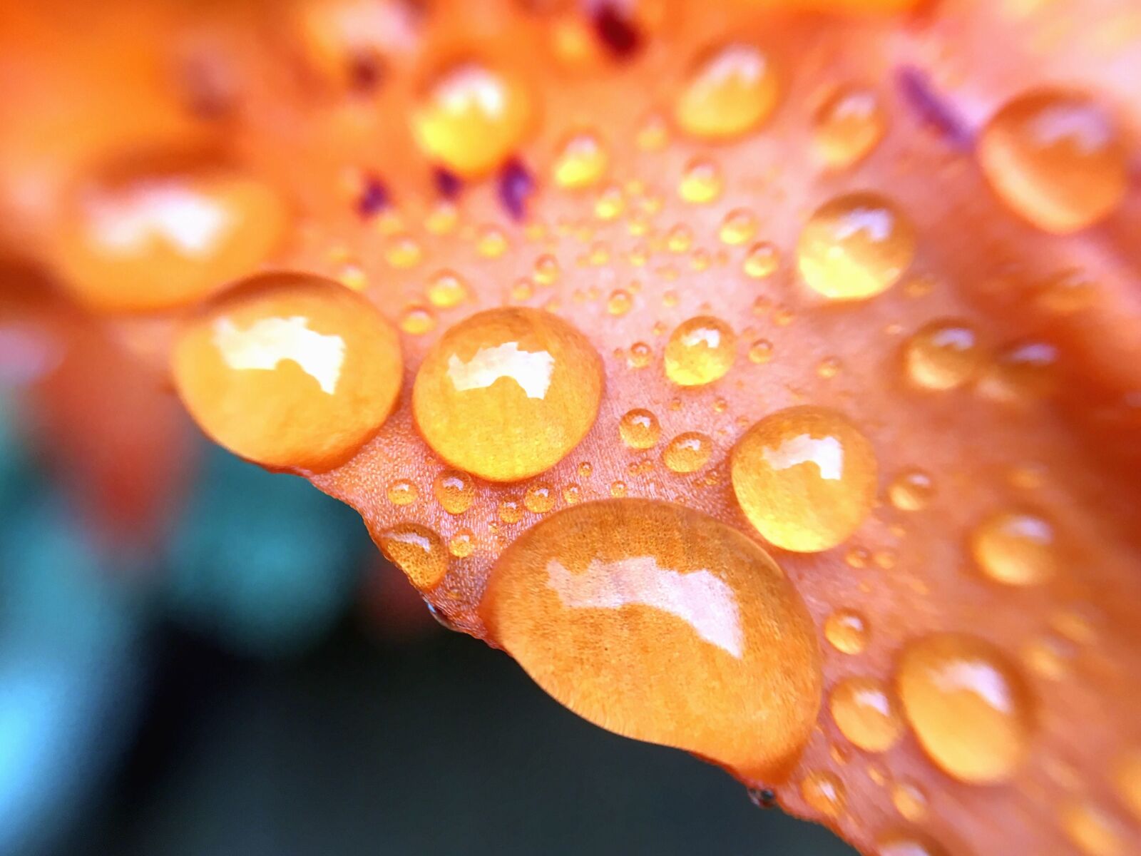 Apple iPhone 6s sample photo. Leaf, water, nature, drop photography