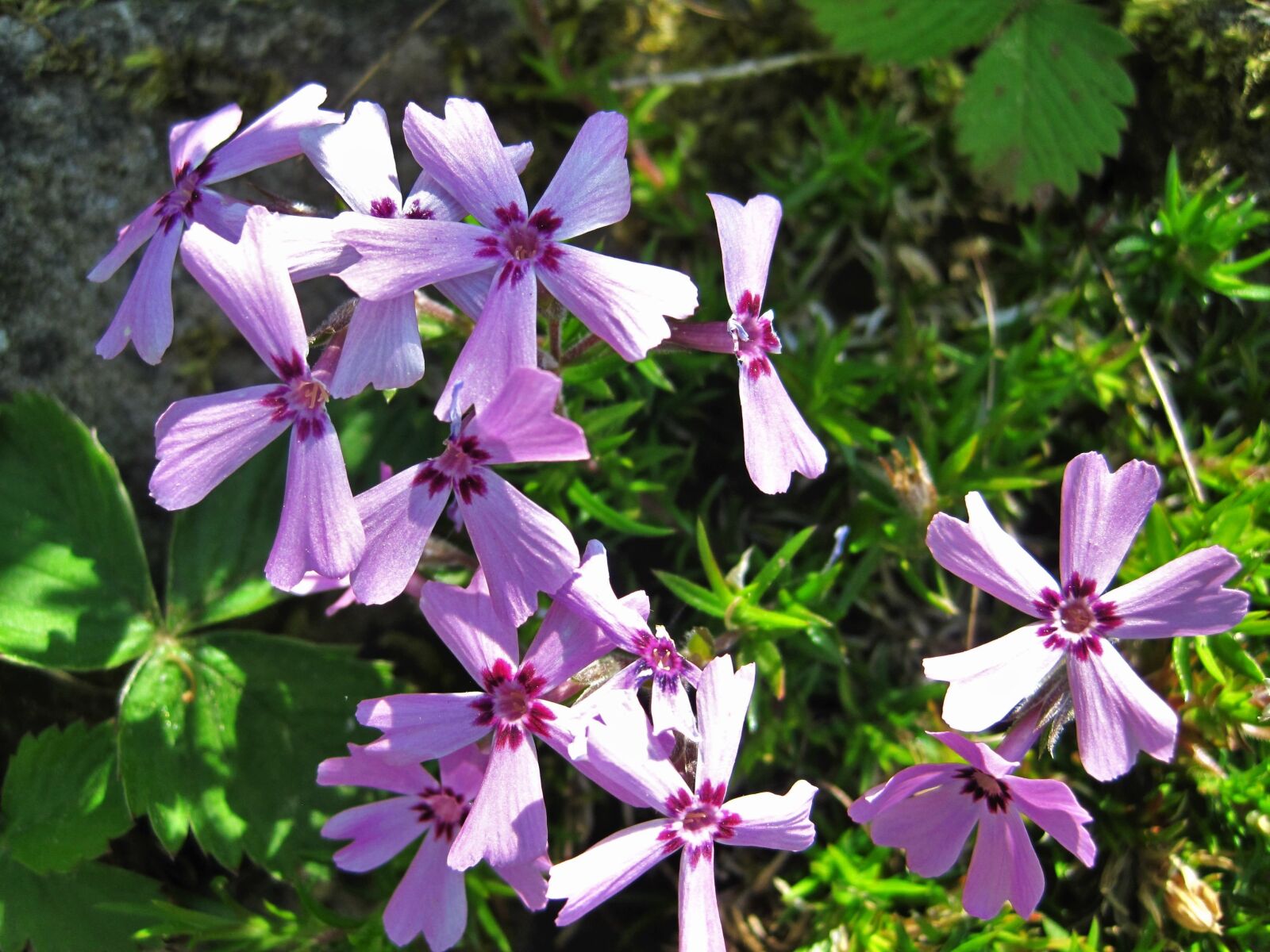 Canon PowerShot SD1200 IS (Digital IXUS 95 IS / IXY Digital 110 IS) sample photo. Windmill bl mchen, purple photography