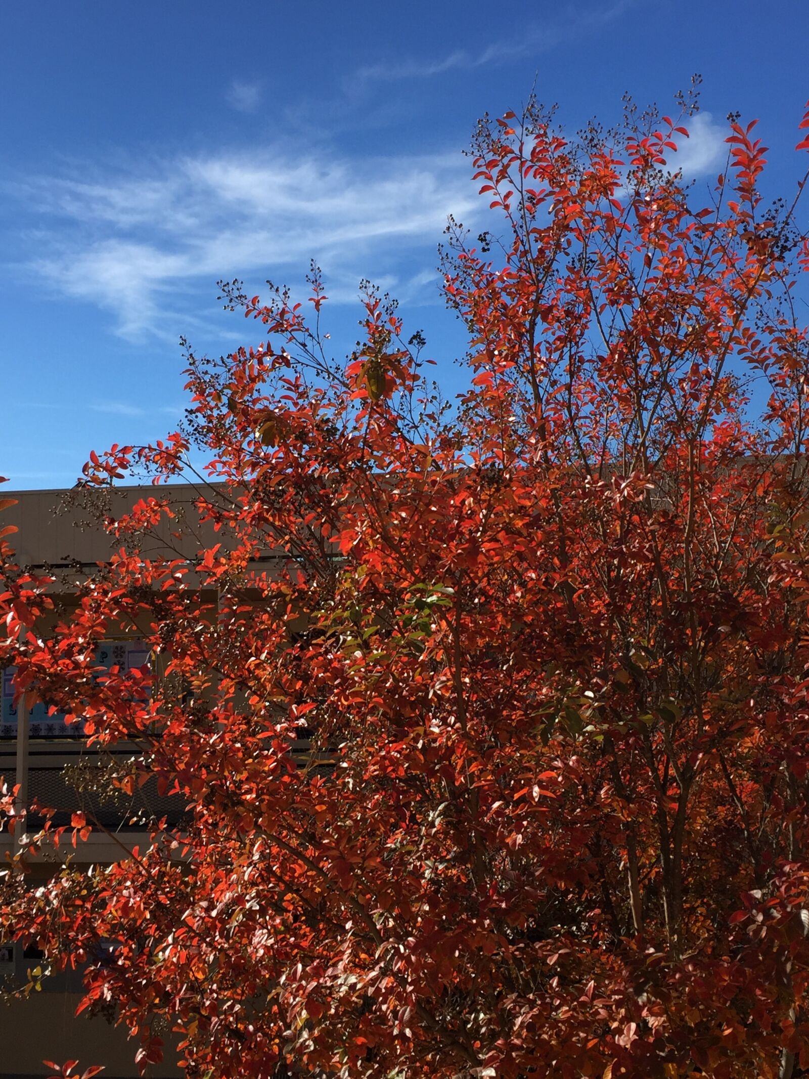 Apple iPhone 6 sample photo. Trees, against, sky photography