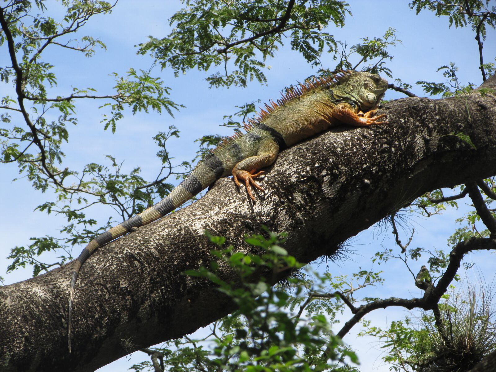 Canon PowerShot SX400 IS sample photo. Iguana, animal, fauna photography