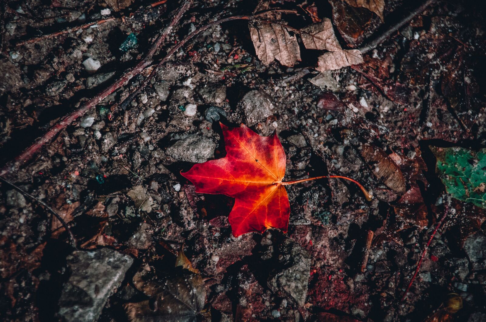 Nikon D5100 sample photo. Leaf, red, yellow photography