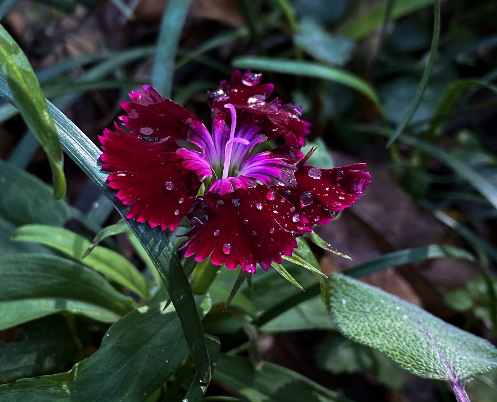 Apple iPhone 11 Pro Max sample photo. Flower, petals, bloom photography