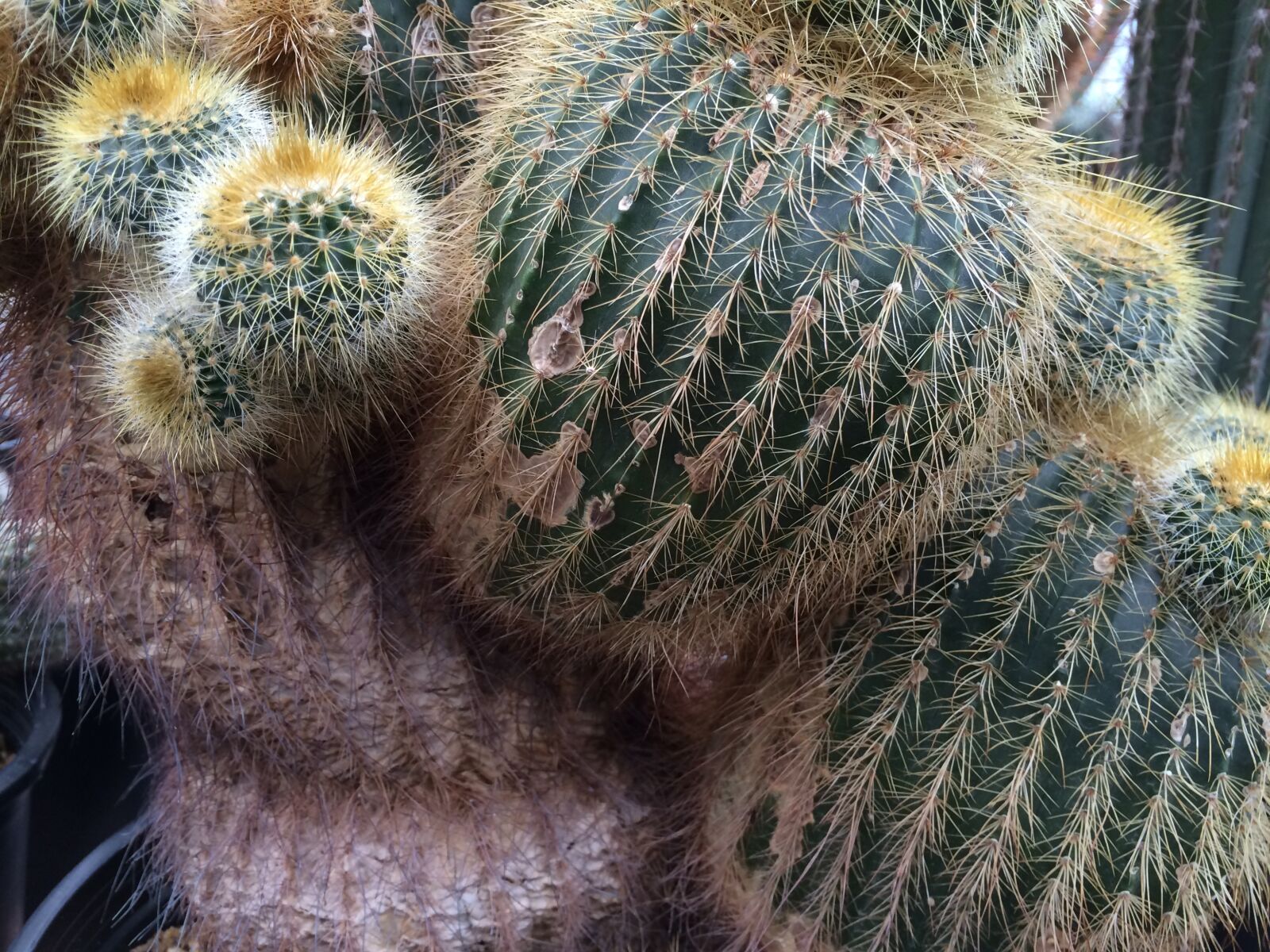 iPhone 5s back camera 4.15mm f/2.2 sample photo. Berkeley botanical garden, prickly photography