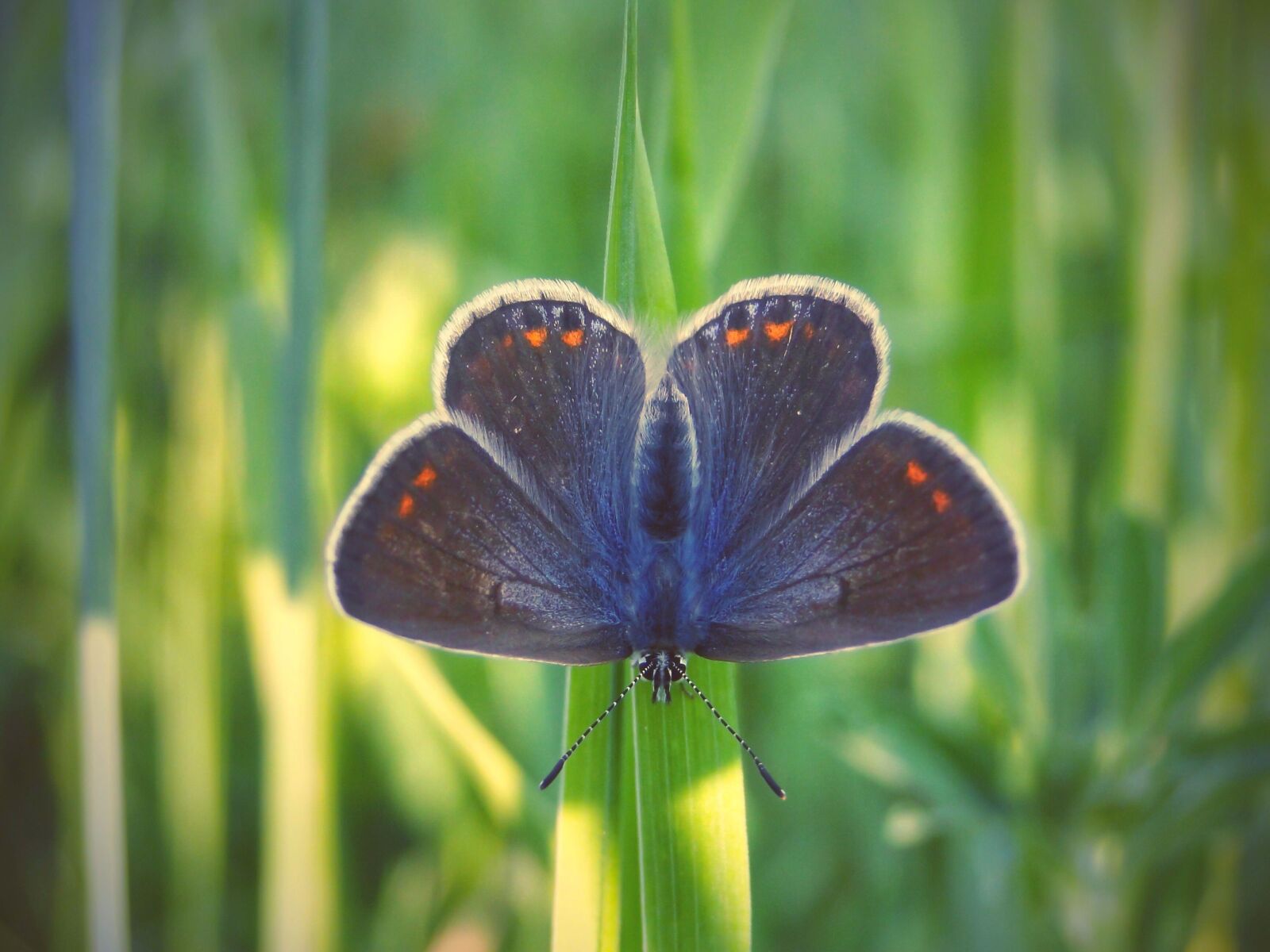 Sony Cyber-shot DSC-HX1 sample photo. Butterfly day, nature, insect photography