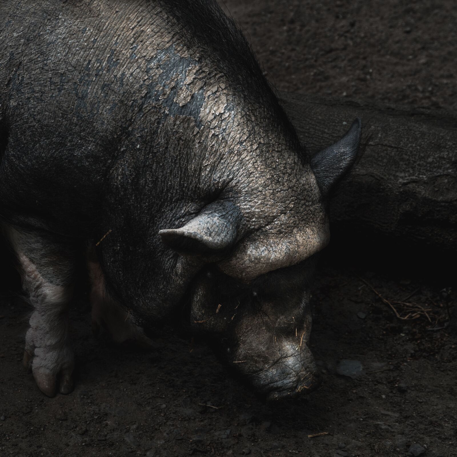 Sony a6300 + Sony E PZ 18-105mm F4 G OSS sample photo. Pig, animal, mammal photography