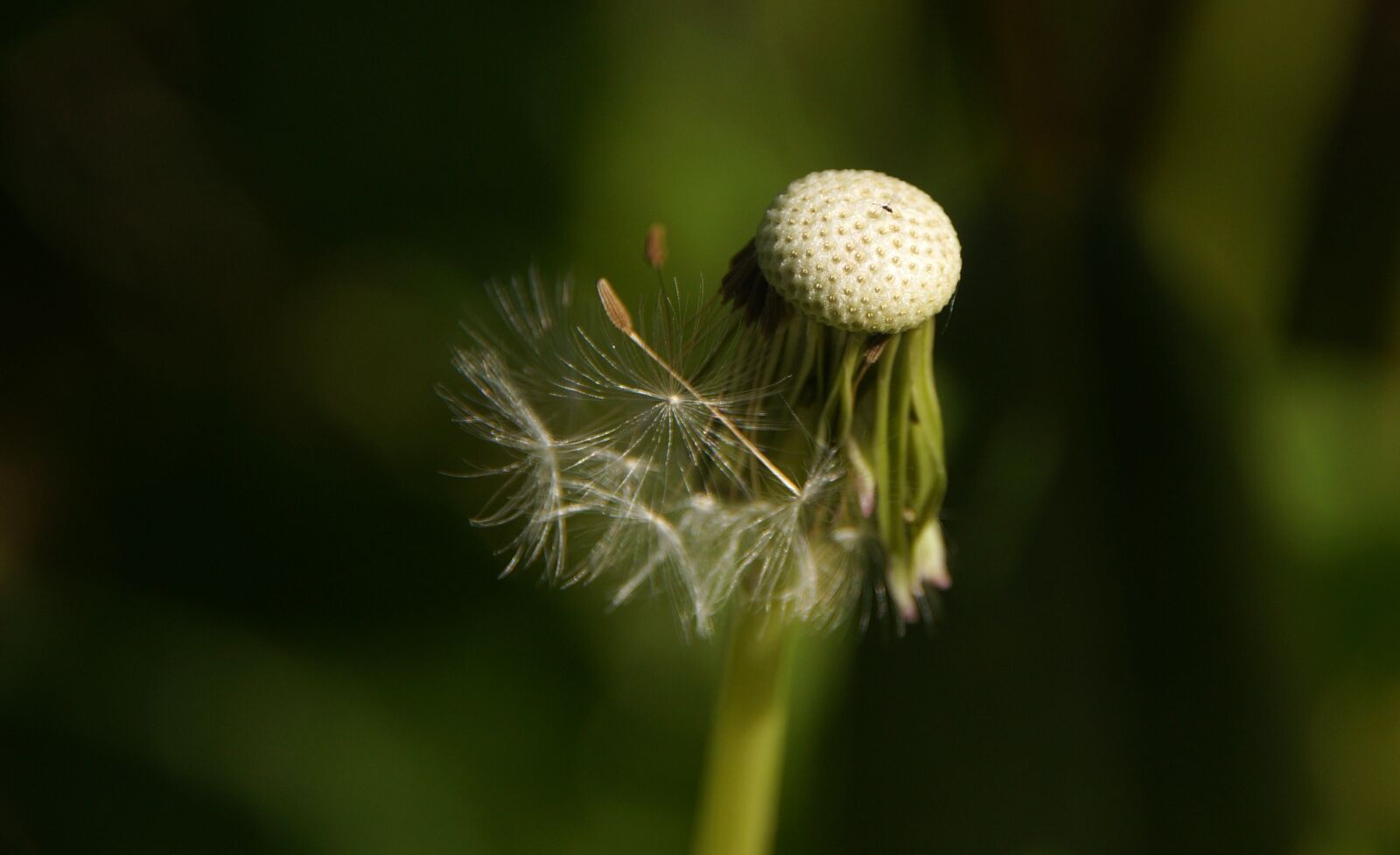 Sony SLT-A57 sample photo. Dandelion, seeds, roadside photography