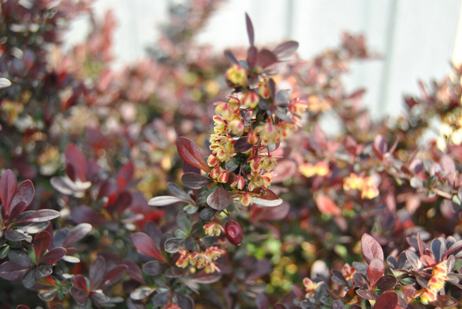 Nikon D3000 sample photo. Bush, plant, garden photography