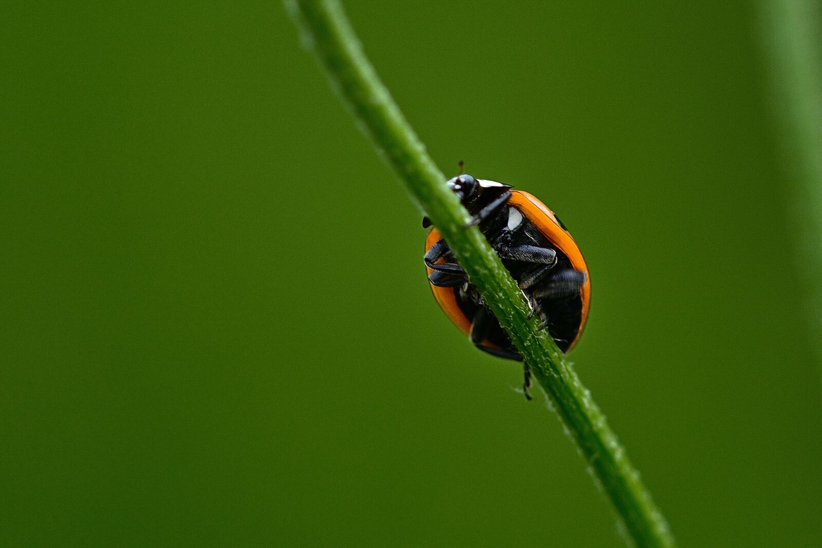 Nikon D5200 sample photo. Ladybug, blade of grass photography