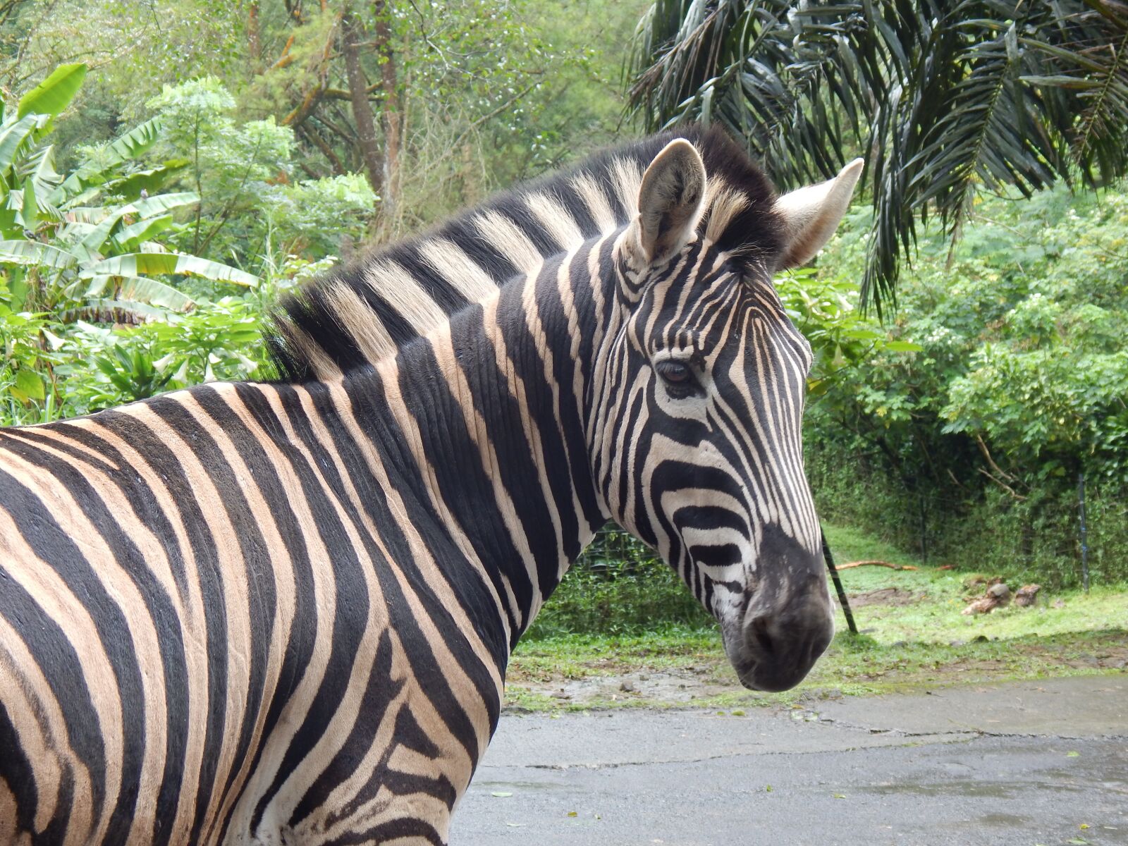 Nikon Coolpix L830 sample photo. Zebra, striped, mammal photography