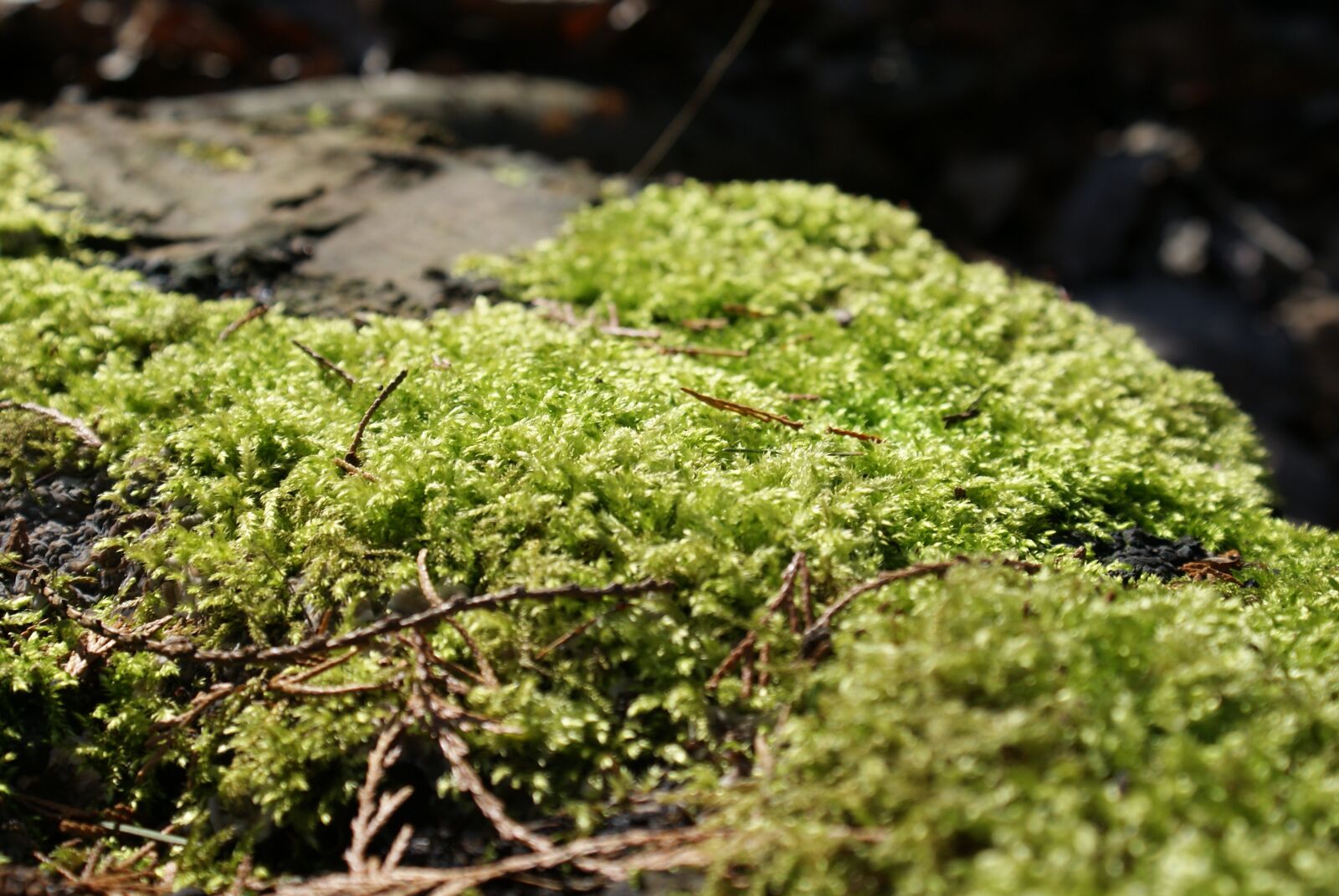 Sony Alpha DSLR-A200 sample photo. Foam, nature, forest photography