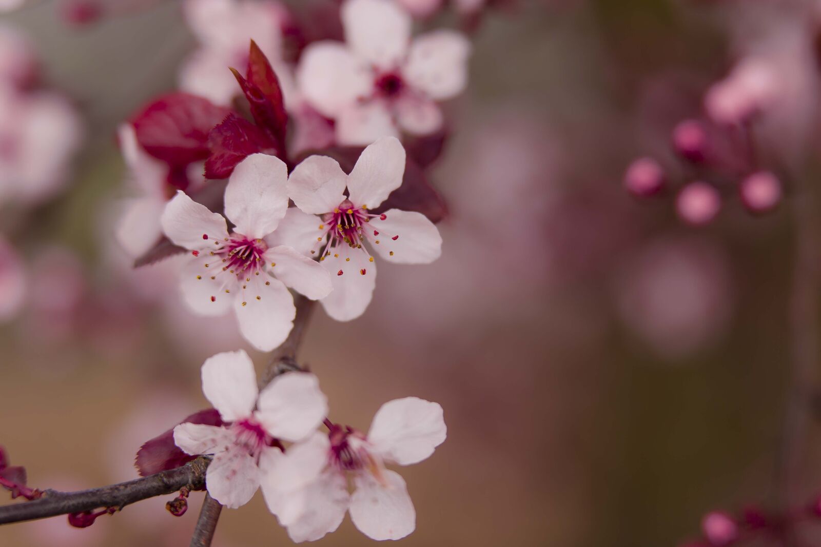 Canon EOS 5D Mark III sample photo. Pink, flowers photography