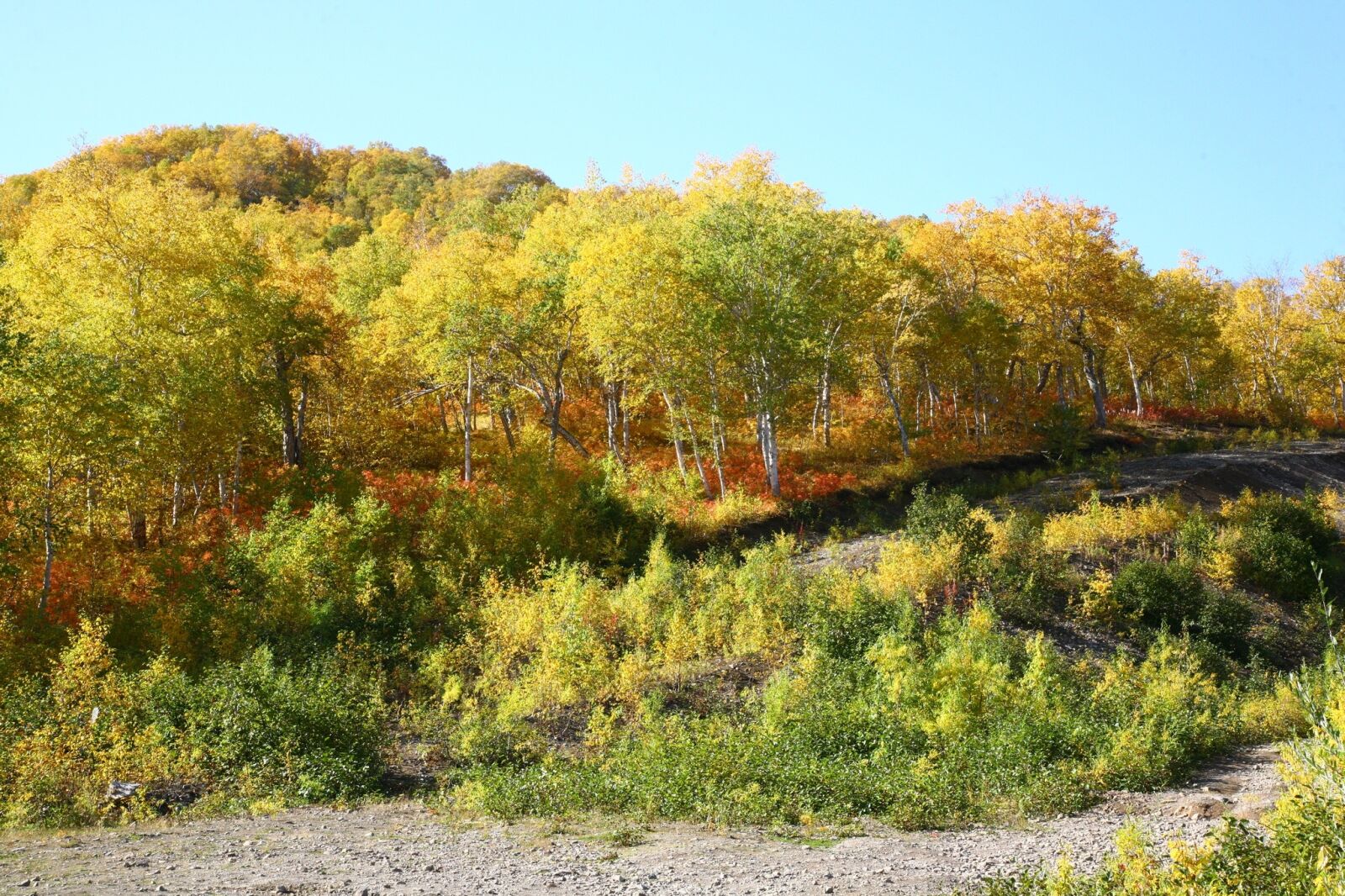 Canon EOS 5D sample photo. Autumn, forest, trees photography