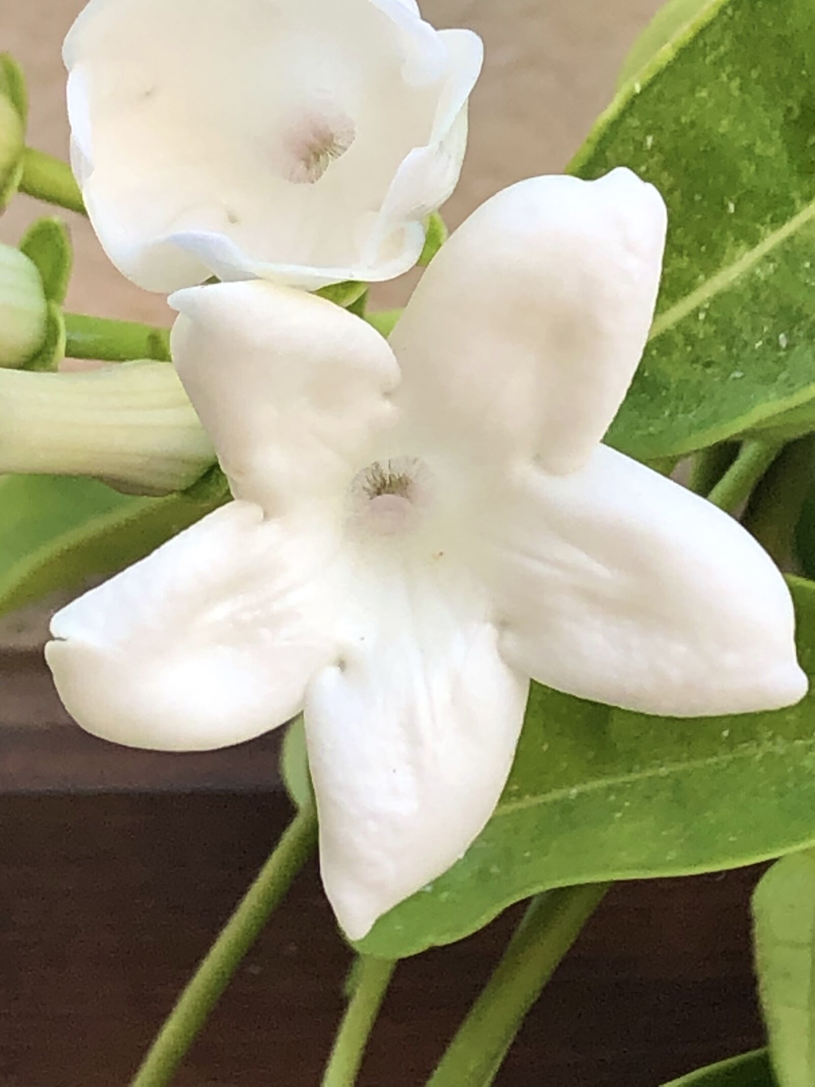 iPhone 8 back camera 3.99mm f/1.8 sample photo. Jasmine, flower, jasmin photography
