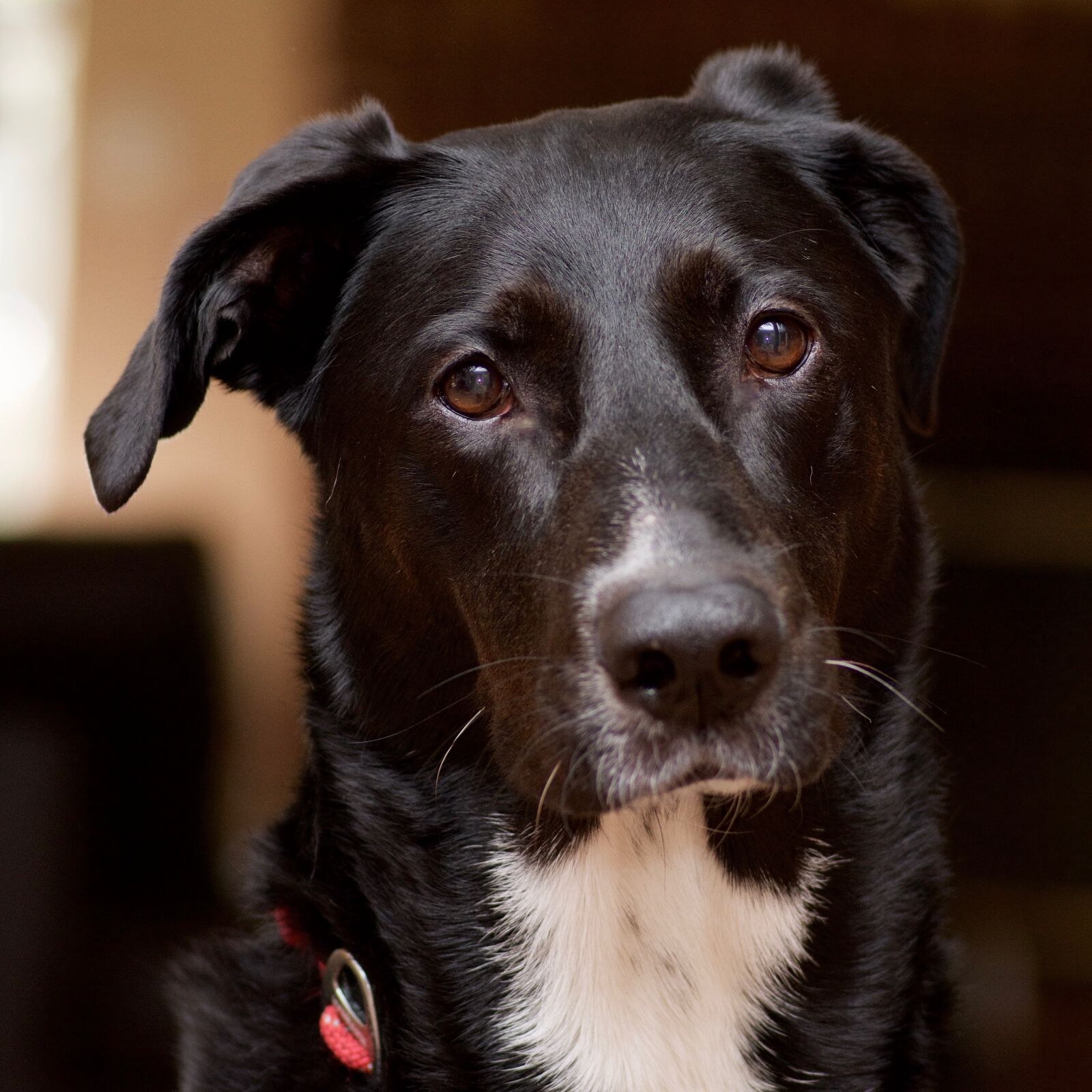 Nikon D7100 sample photo. Dog, canine, pets photography