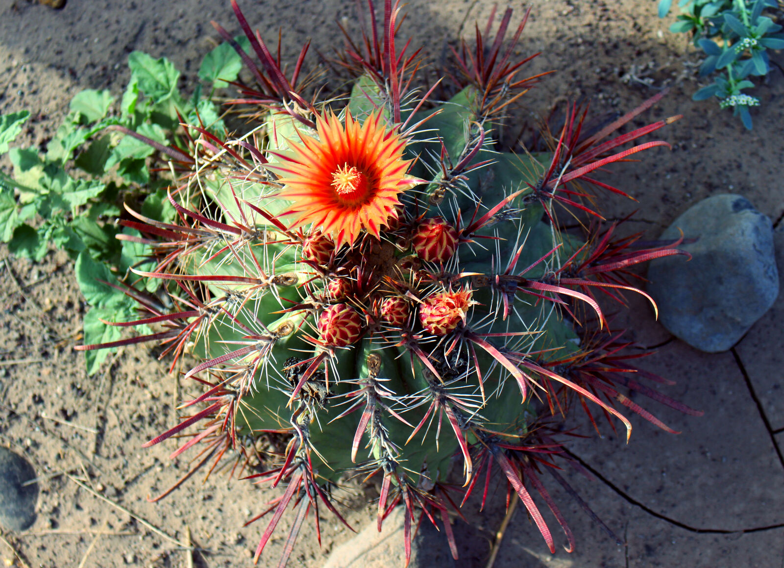 Canon EOS 700D (EOS Rebel T5i / EOS Kiss X7i) + Canon EF-S 18-55mm F3.5-5.6 IS STM sample photo. Blooming, cactus, cactus, desert photography