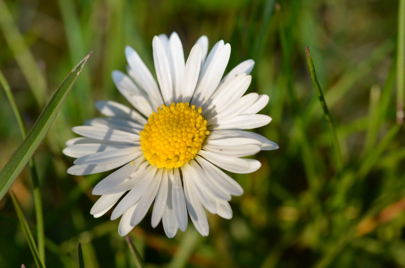 Nikon D5100 sample photo. G nsebl mchen, flower photography