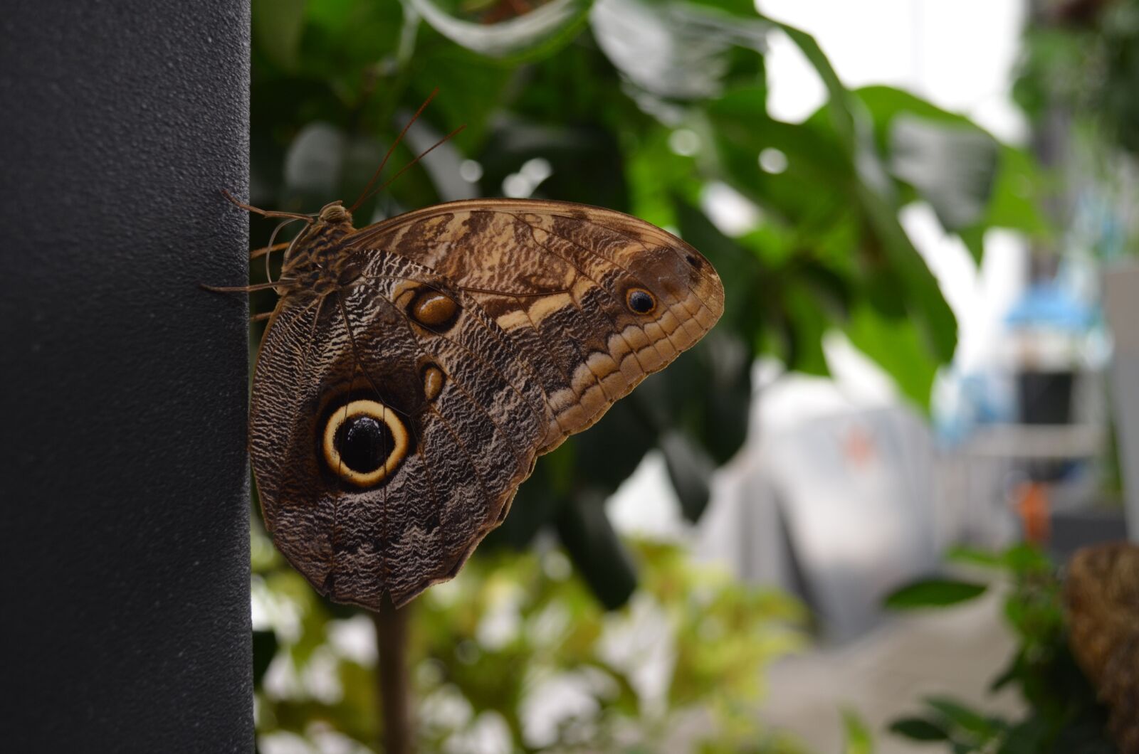 Nikon D5100 sample photo. Butterfly, insect, wing photography