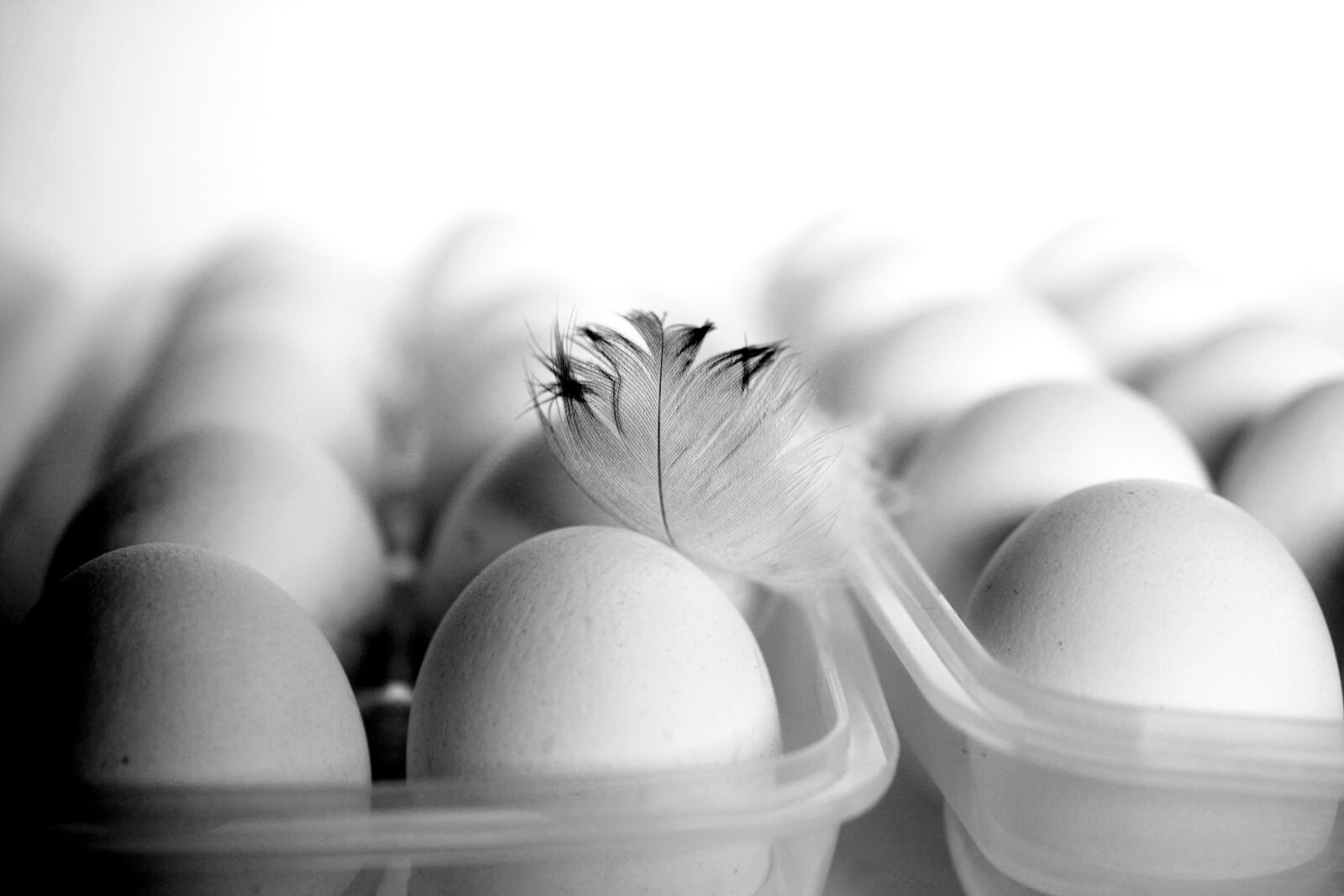 Nikon D5200 sample photo. Egg, feather, chicken feather photography