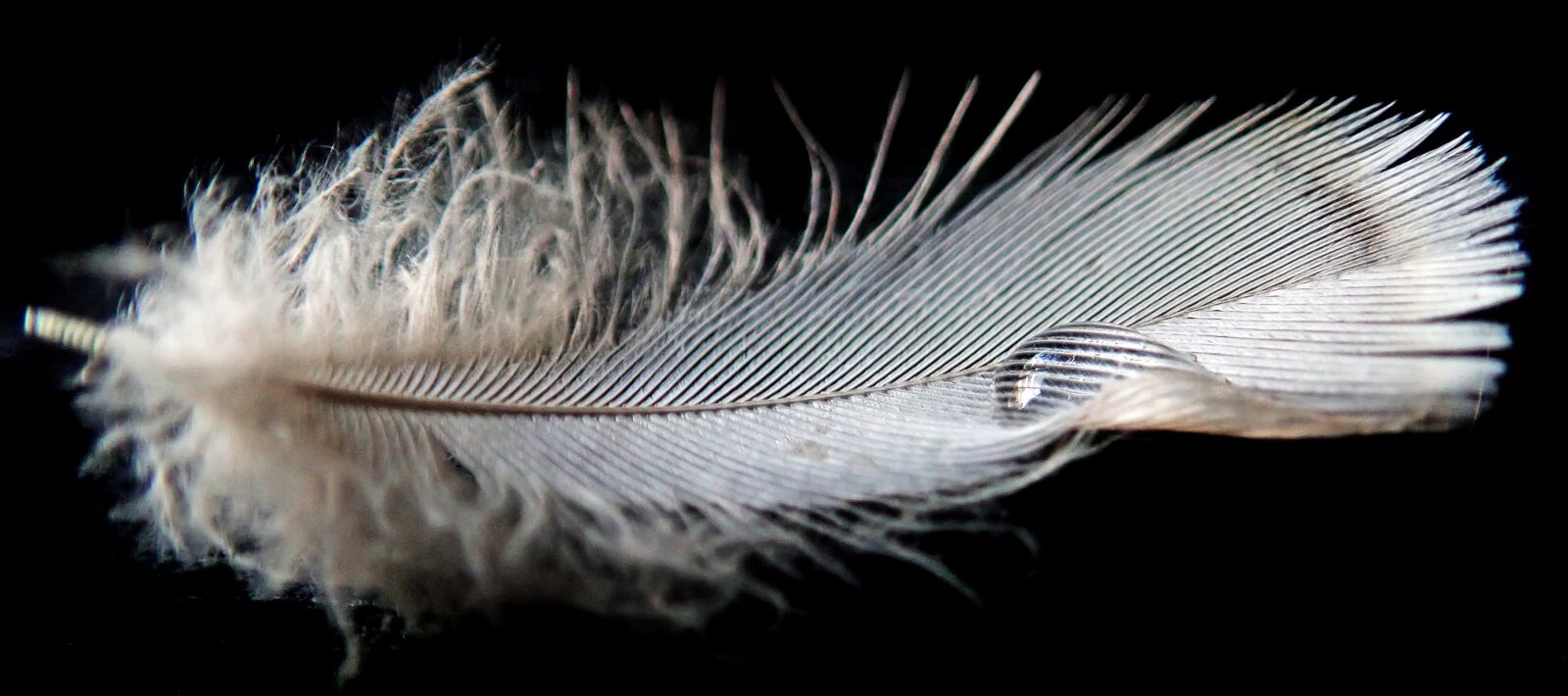 Olympus TG-5 sample photo. Feather, plumage, bird photography