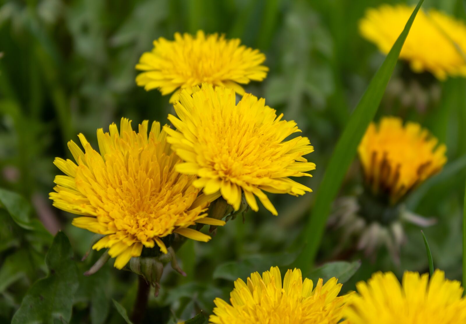 Canon EOS 1300D (EOS Rebel T6 / EOS Kiss X80) sample photo. Dandelion, yellow, flower photography