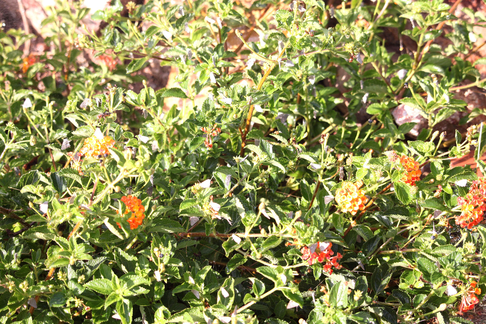 Canon EOS 500D (EOS Rebel T1i / EOS Kiss X3) sample photo
