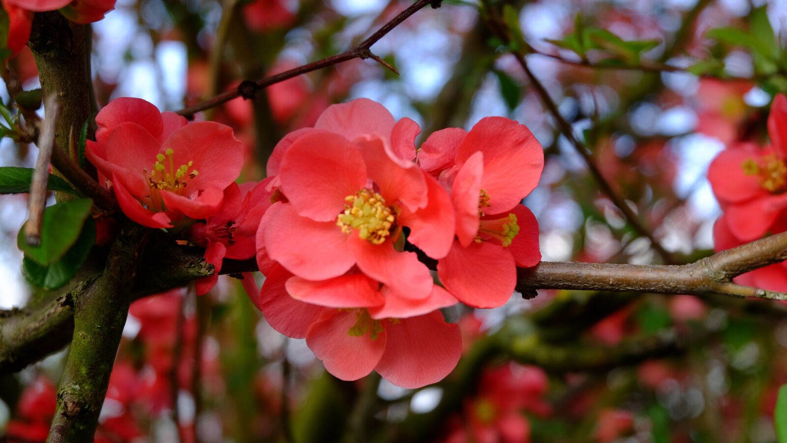 Fujifilm XC 16-50mm F3.5-5.6 OIS II sample photo. Tree, nature, branch photography