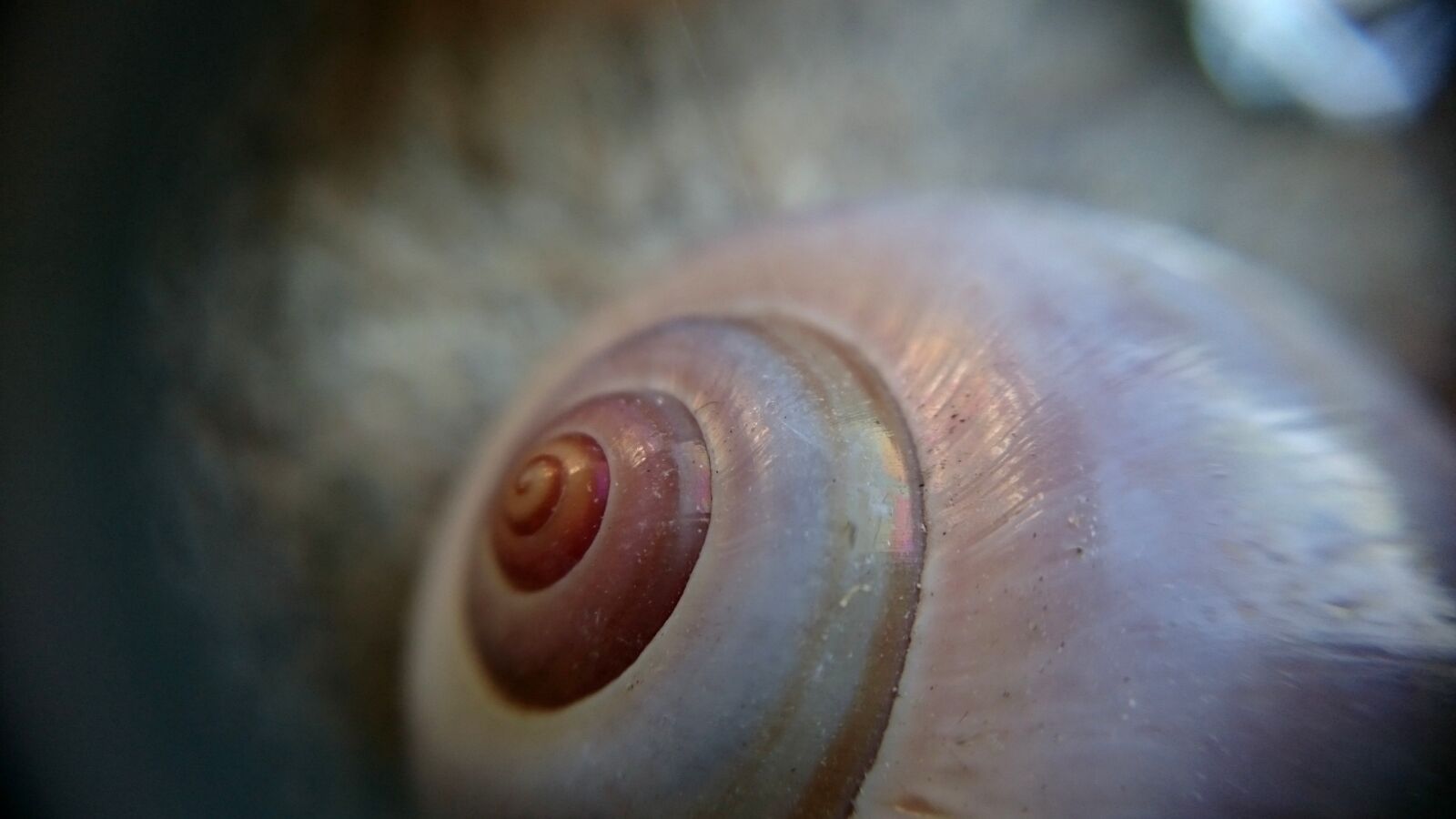Sony Xperia Z3 sample photo. Macro, macro photo, snail photography