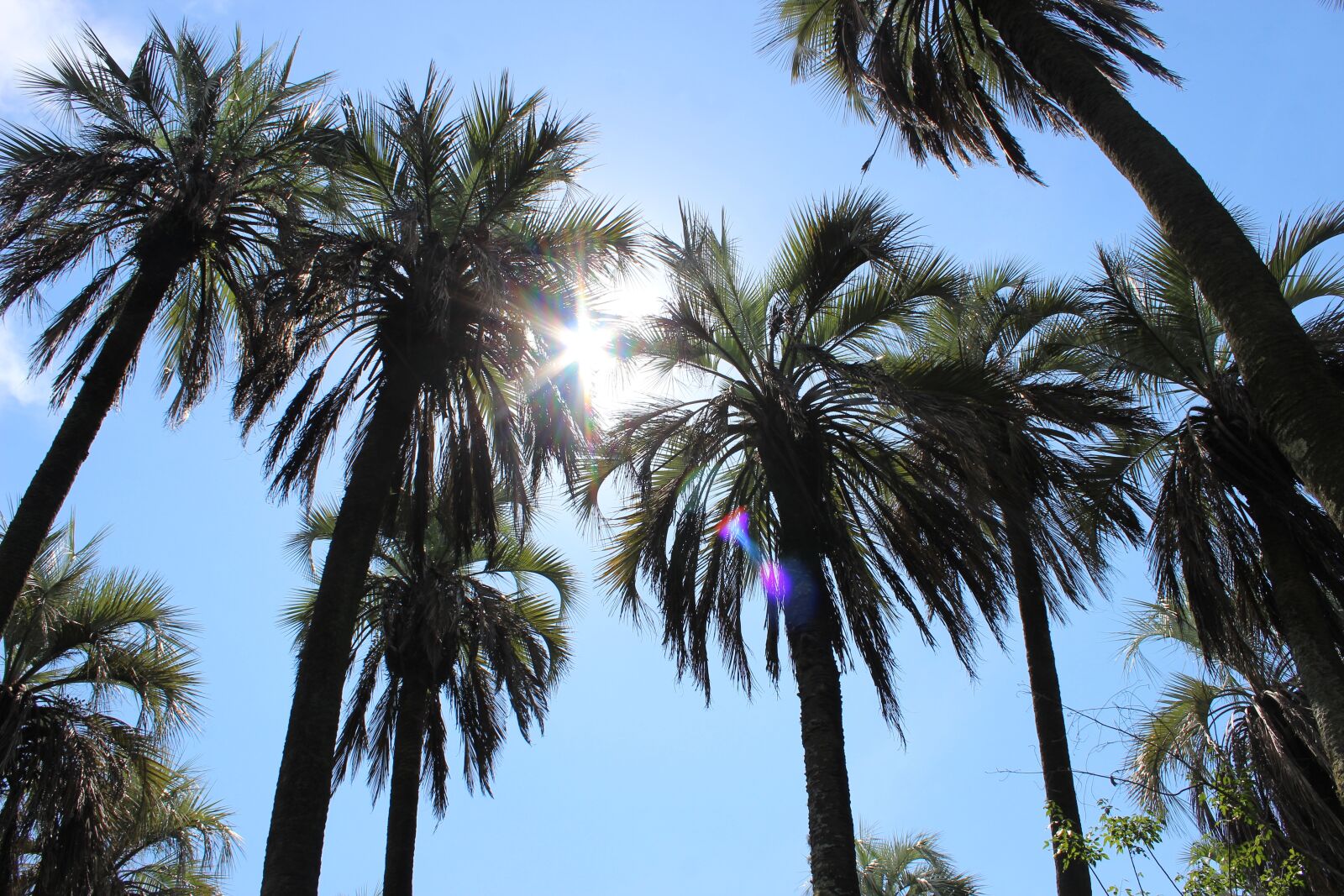 Canon EOS 600D (Rebel EOS T3i / EOS Kiss X5) sample photo. Palms, landscape, sun photography