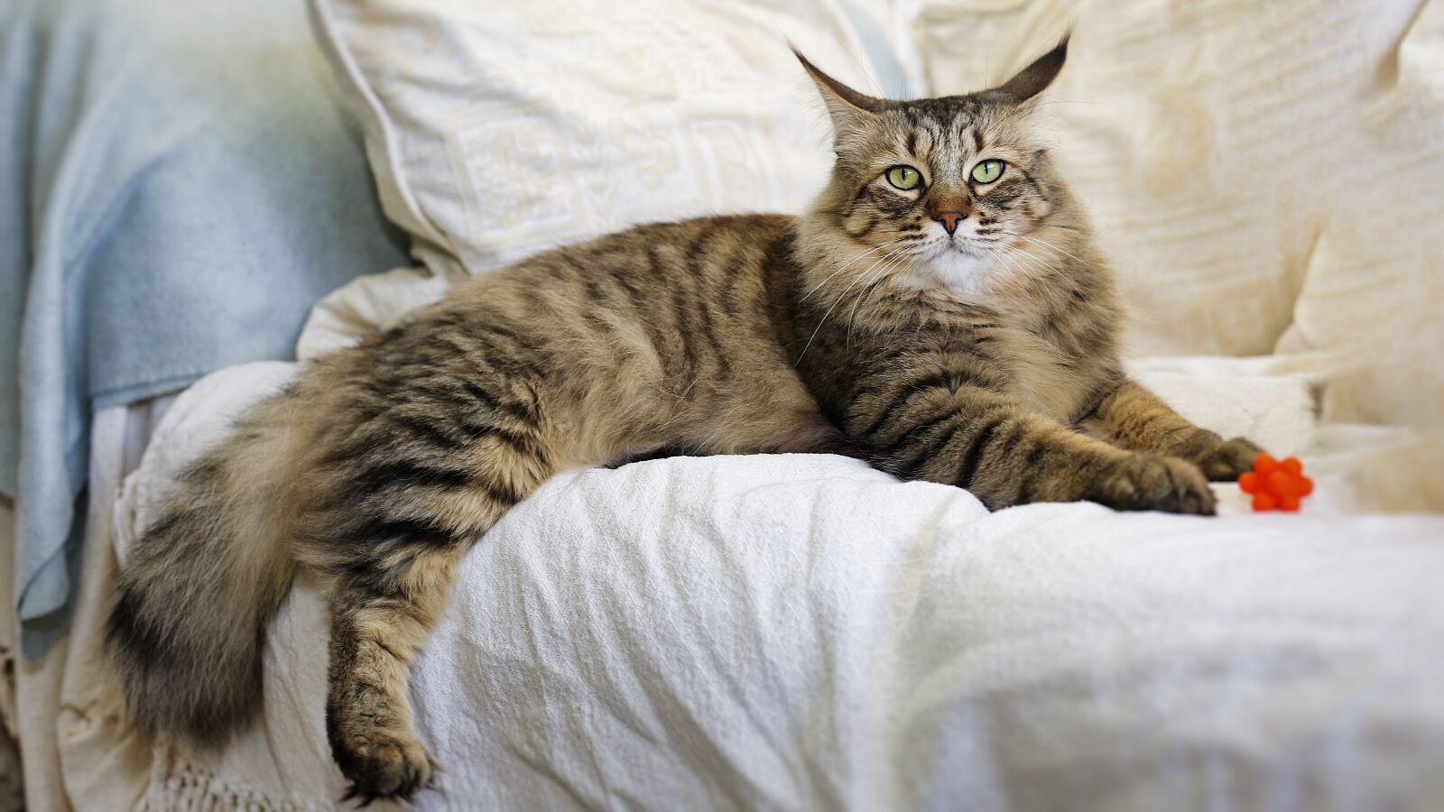 Canon EF 50mm F1.4 USM sample photo. Cat, cute, pet photography