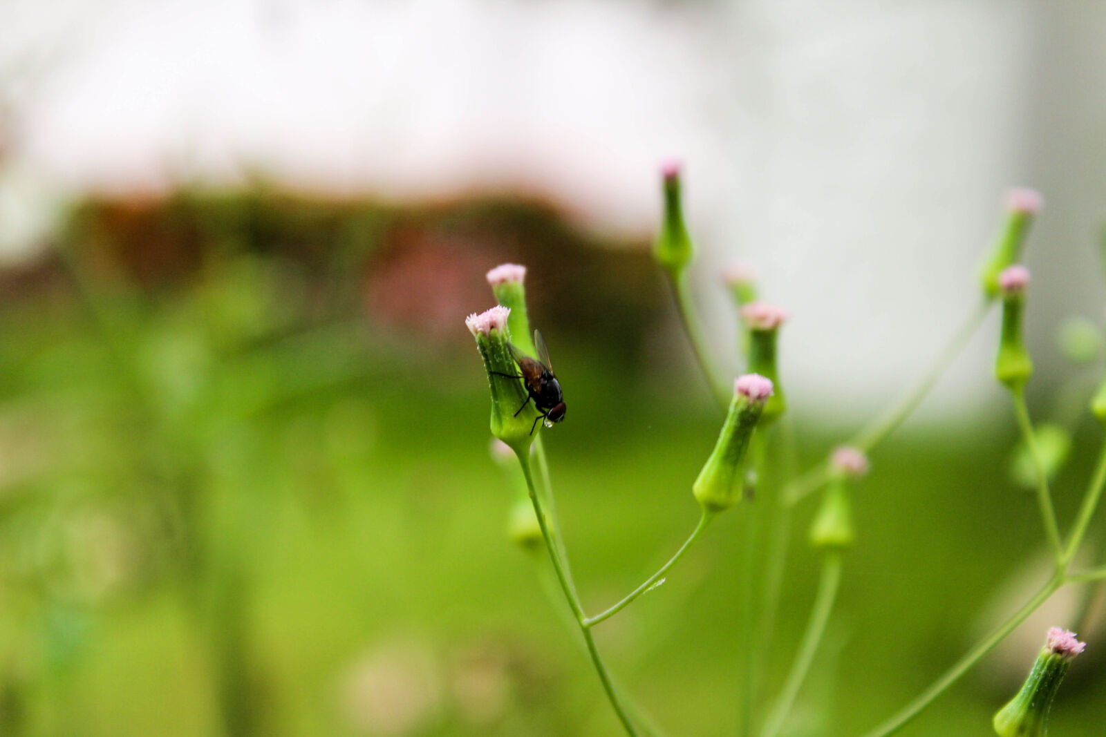 Canon EOS 1300D (EOS Rebel T6 / EOS Kiss X80) sample photo. Hd, wallpaper, insects photography