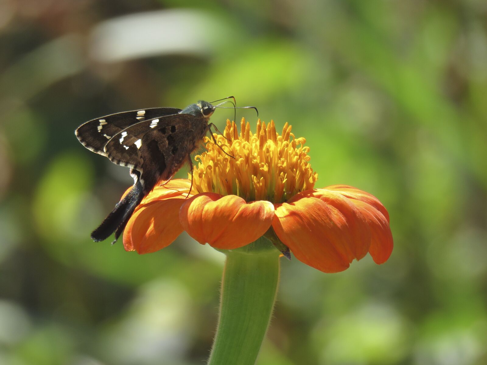 Canon PowerShot SX60 HS sample photo. Nature, insect, flower photography