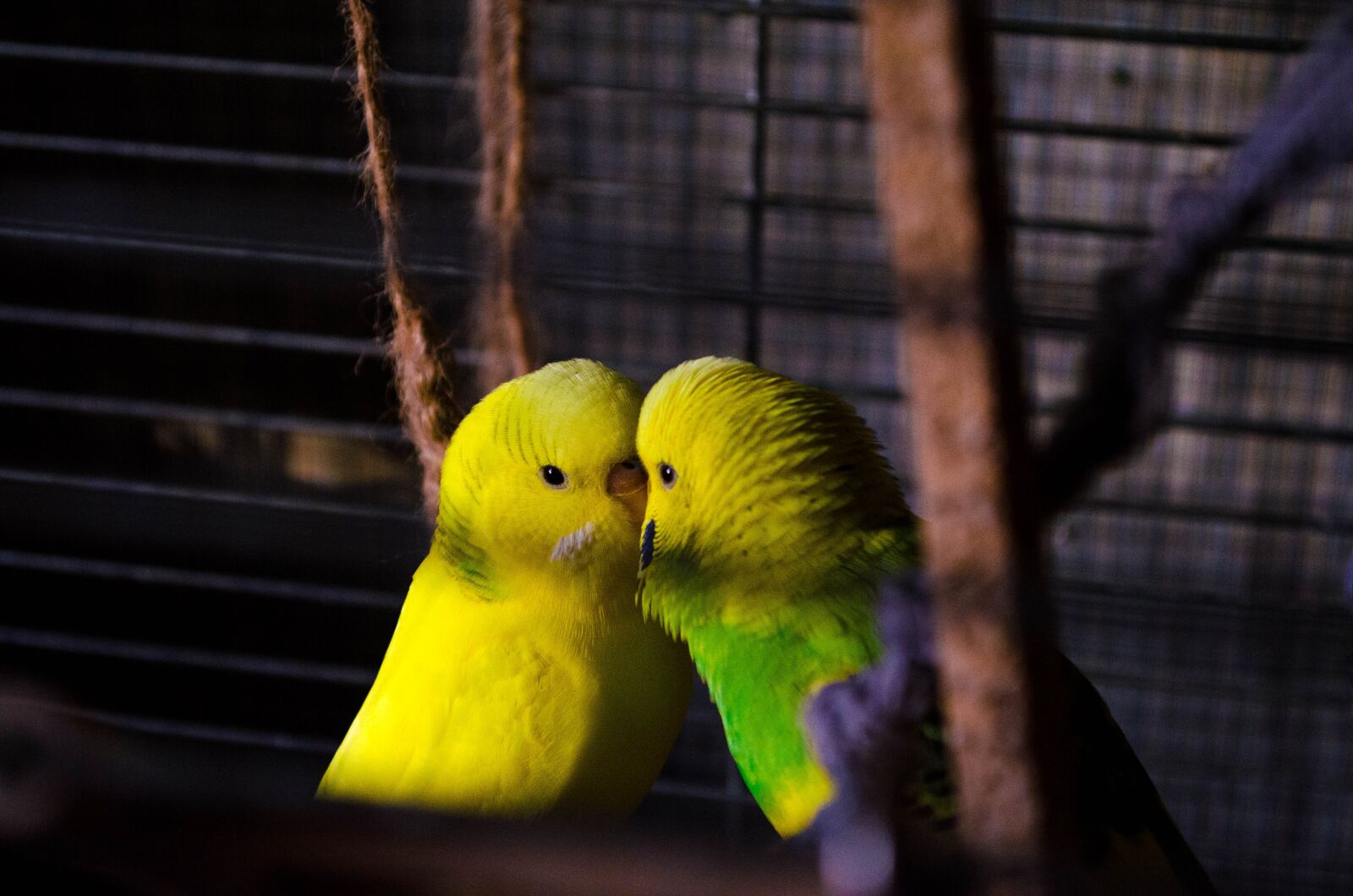 Nikon D5100 sample photo. Parrot, birds, exotic photography