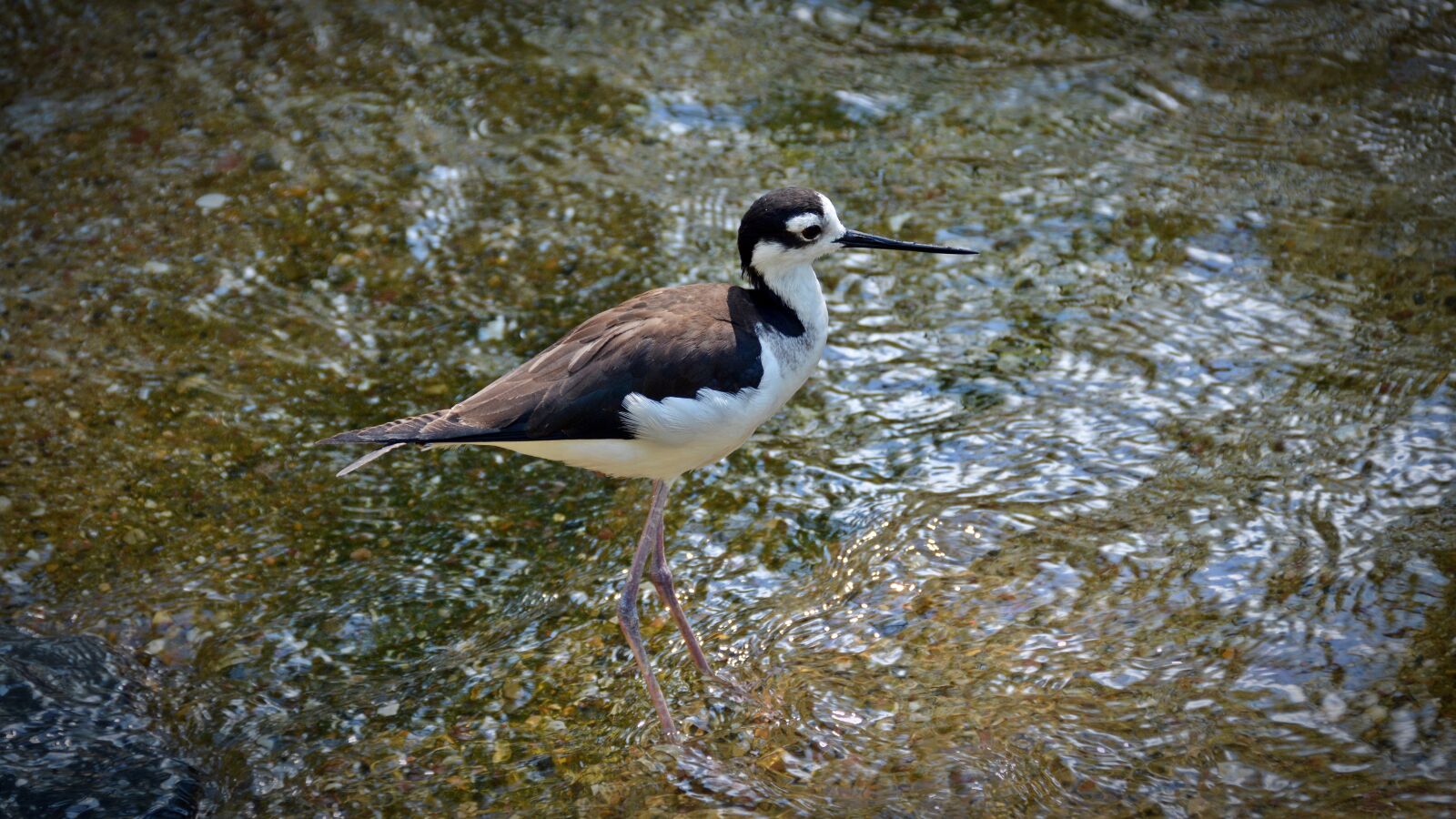 Nikon D5200 sample photo. Bird, animal, nature photography