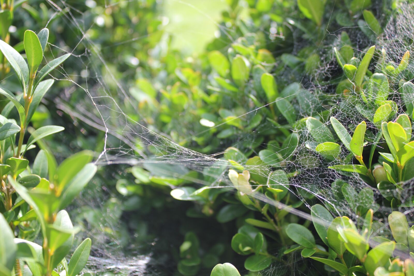 Canon EOS 550D (EOS Rebel T2i / EOS Kiss X4) sample photo. Green, foliage, web photography
