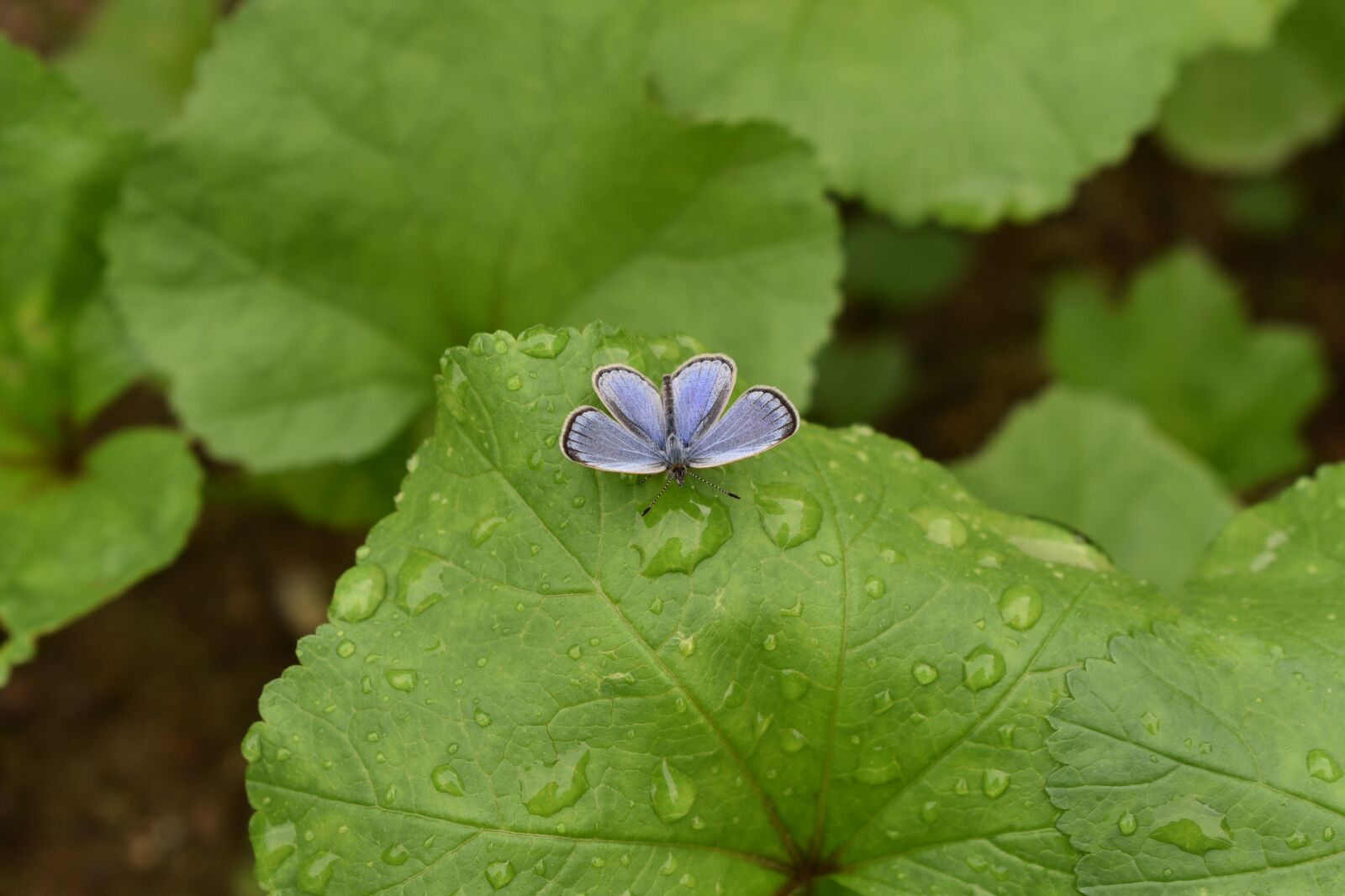 Nikon D750 sample photo. Small butterfly, pretty butterfly photography