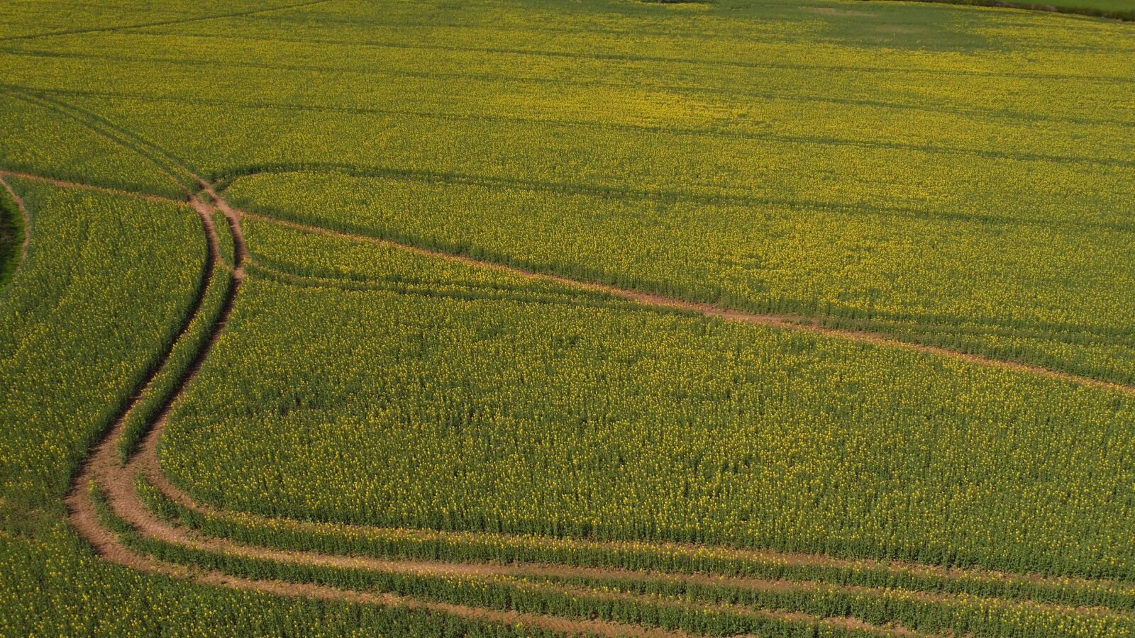 DJI FC550 sample photo. Agriculture, field, nature photography