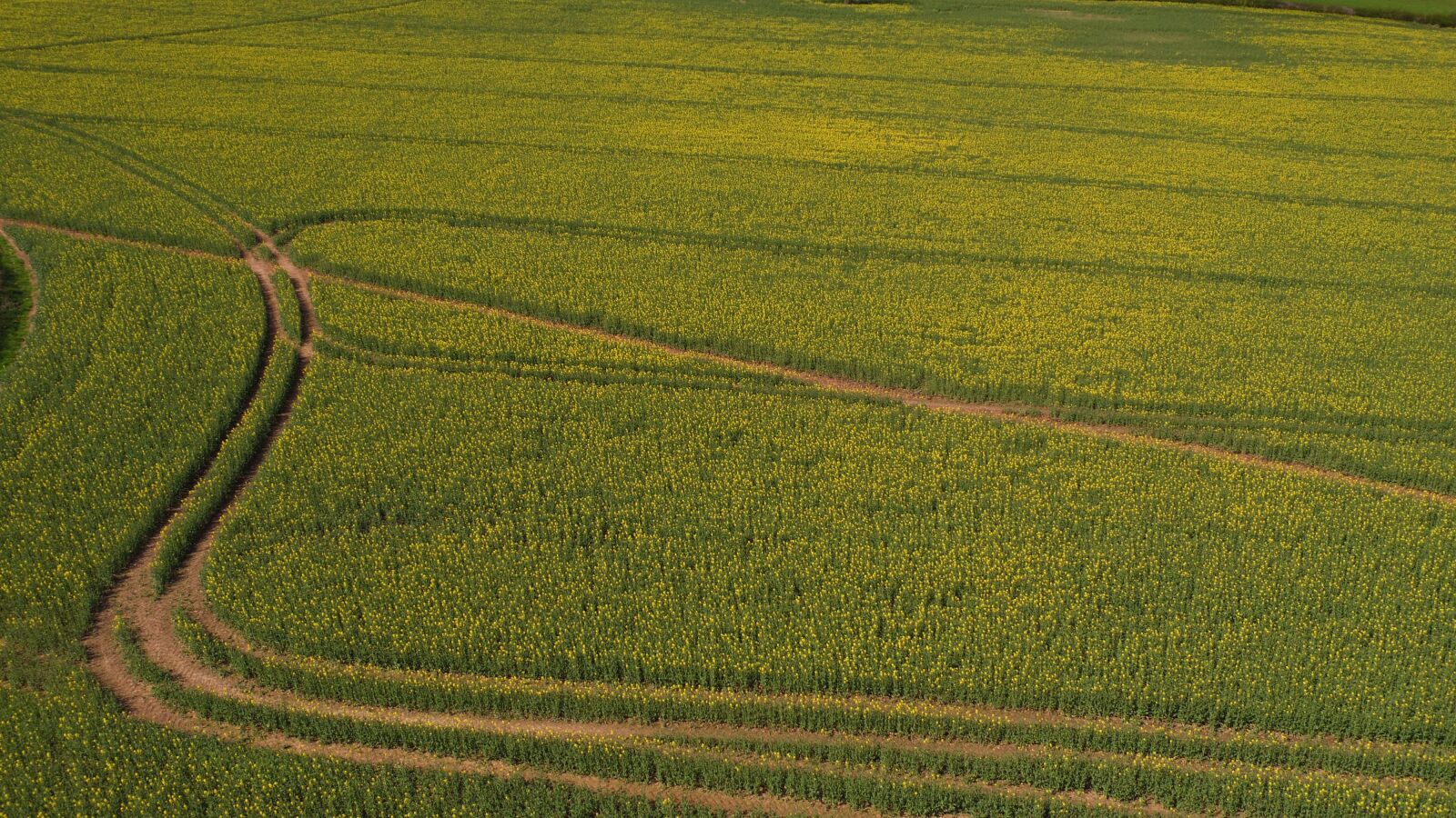 DJI MFT 15mm F1.7 ASPH sample photo. Agriculture, field, nature photography