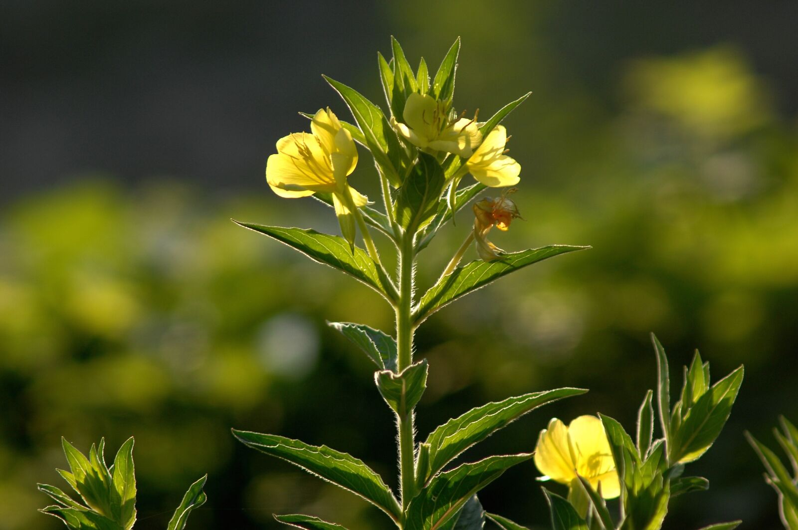 Nikon D2Xs sample photo. Evening primrose, nature, yellow photography