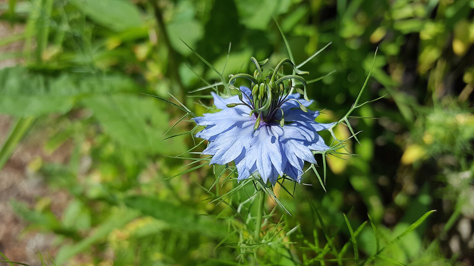 Samsung Galaxy S6 sample photo. Nigella, nigella sativa, kalonji photography