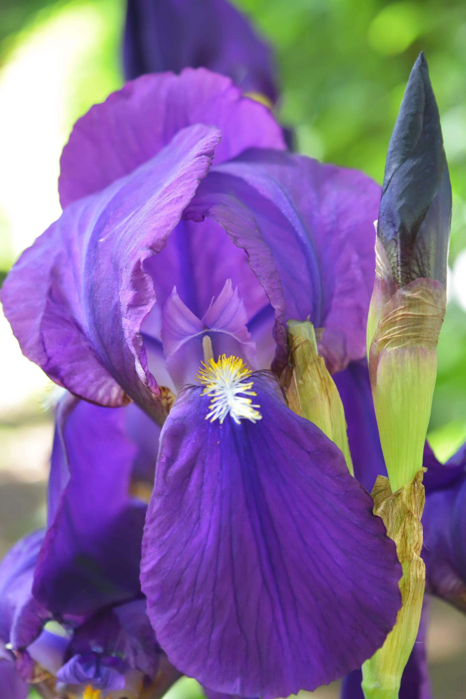 Nikon D5200 sample photo. Flowers, iris, purple photography