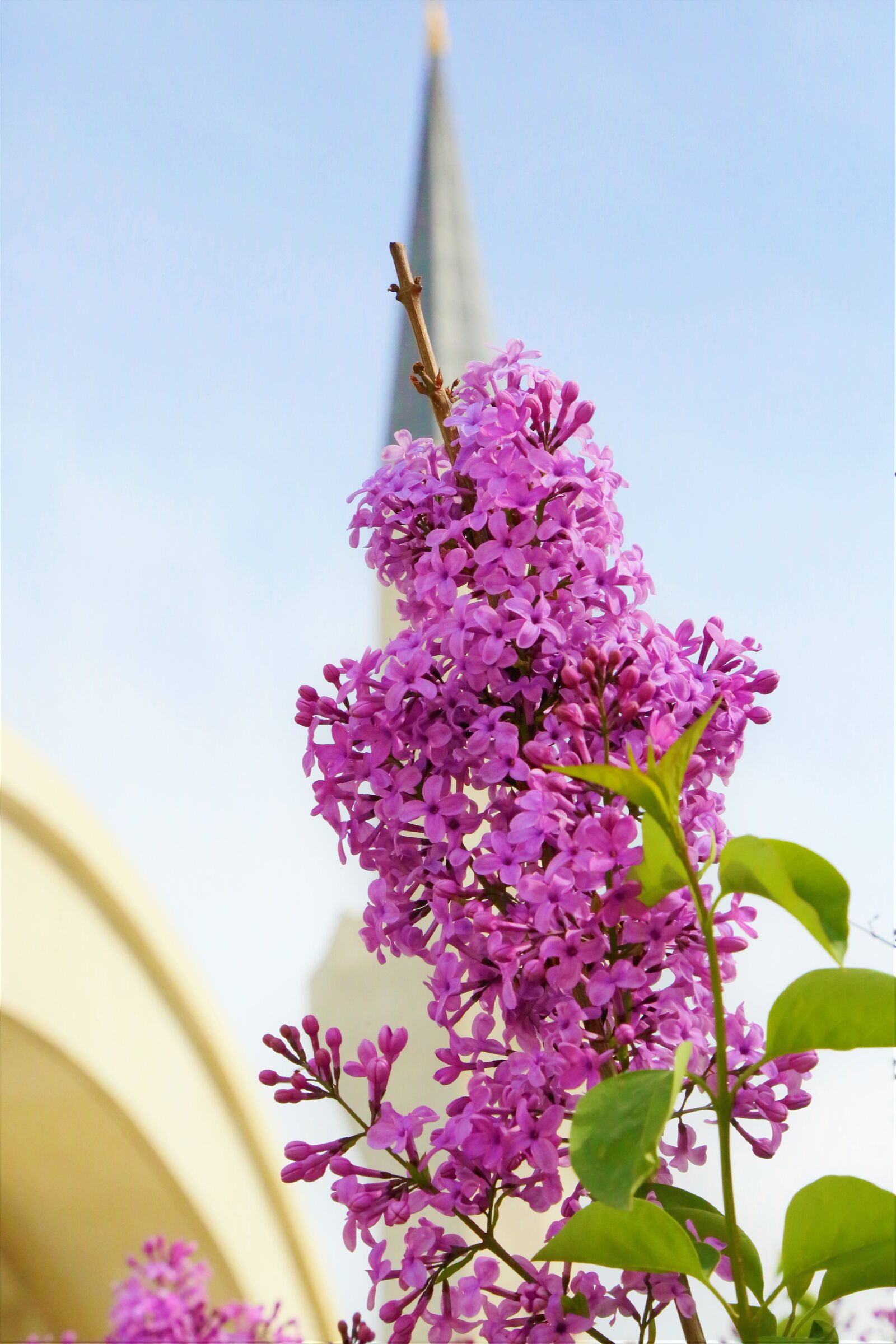 Canon EF 24-105mm F4L IS USM sample photo. Flowers, purple, spring photography