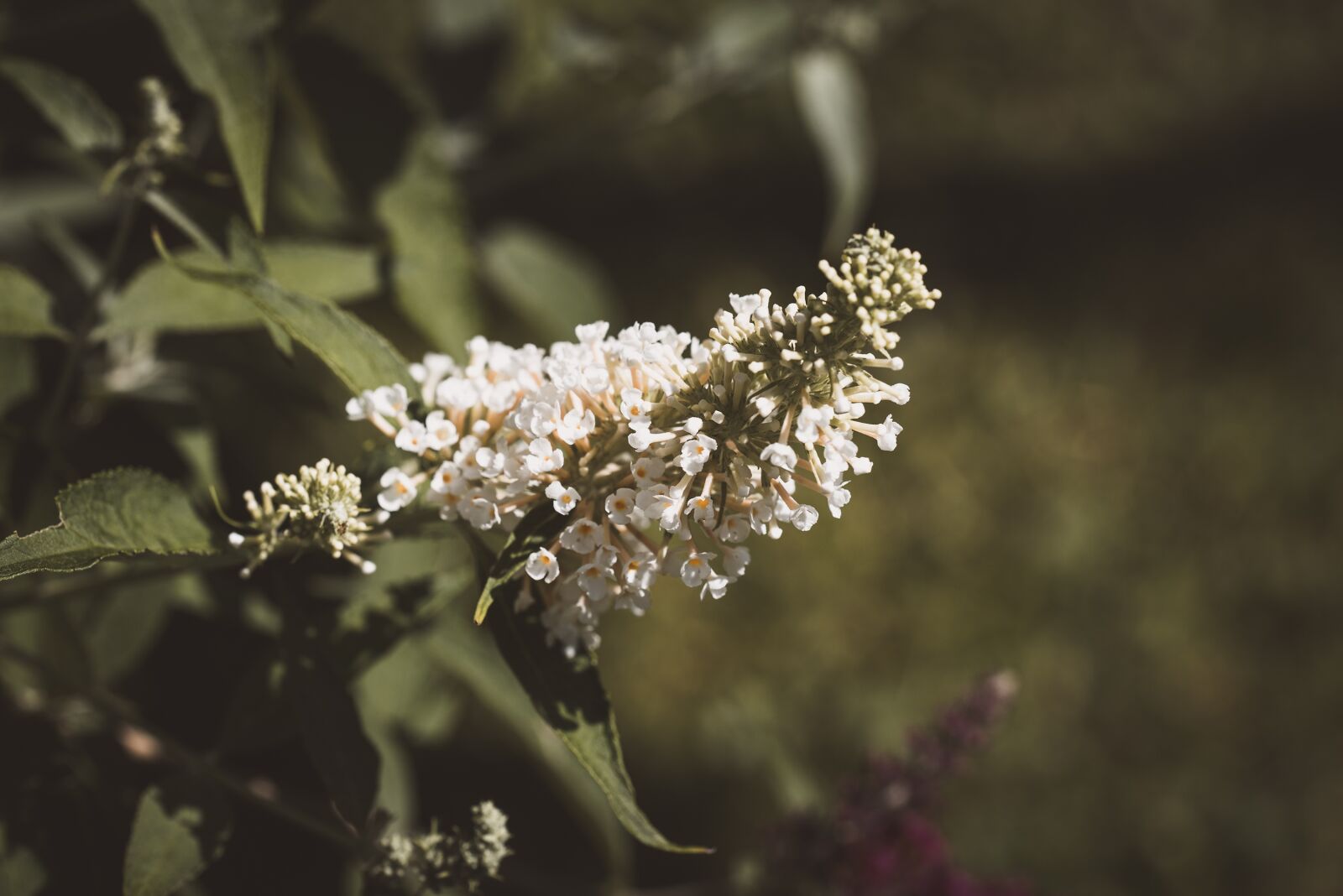 Nikon D750 sample photo. Blossom, bloom, lilac photography