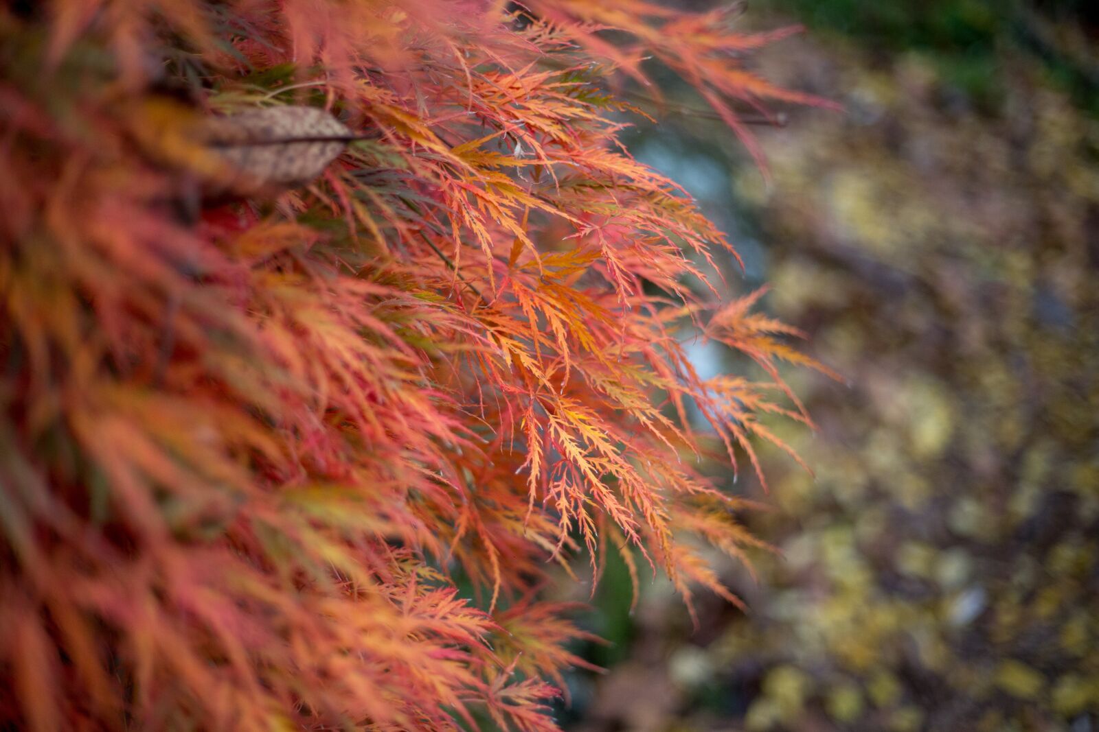 Canon EF 50mm F1.8 II sample photo. Autumn, red, orange photography