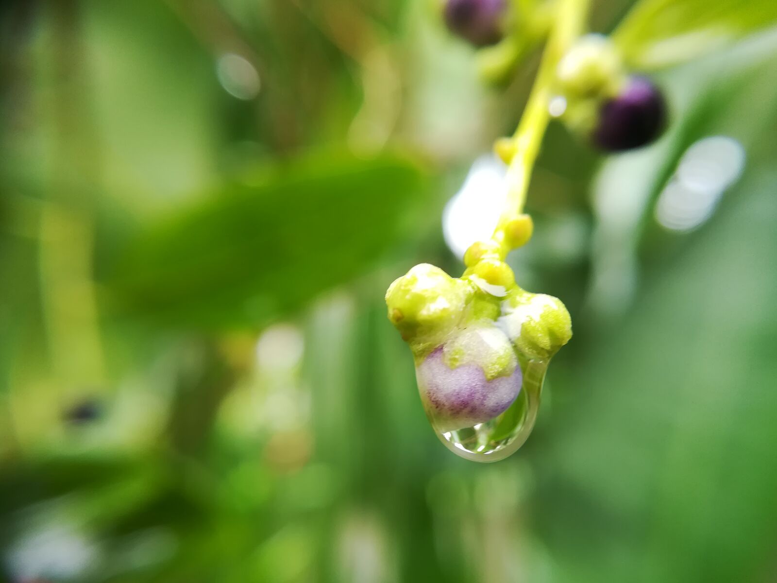 HUAWEI GR5 2017 sample photo. Flowers, green photography