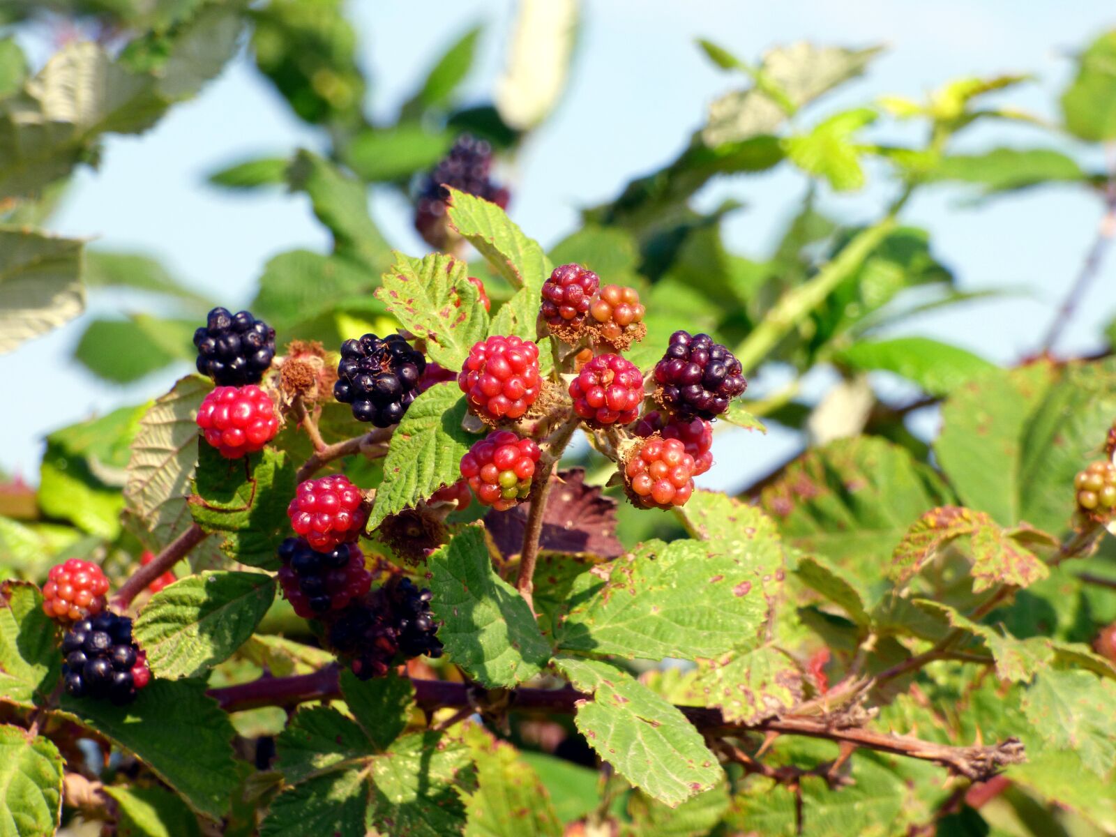 Panasonic DMC-FZ72 sample photo. Fruit, blackberries, food photography