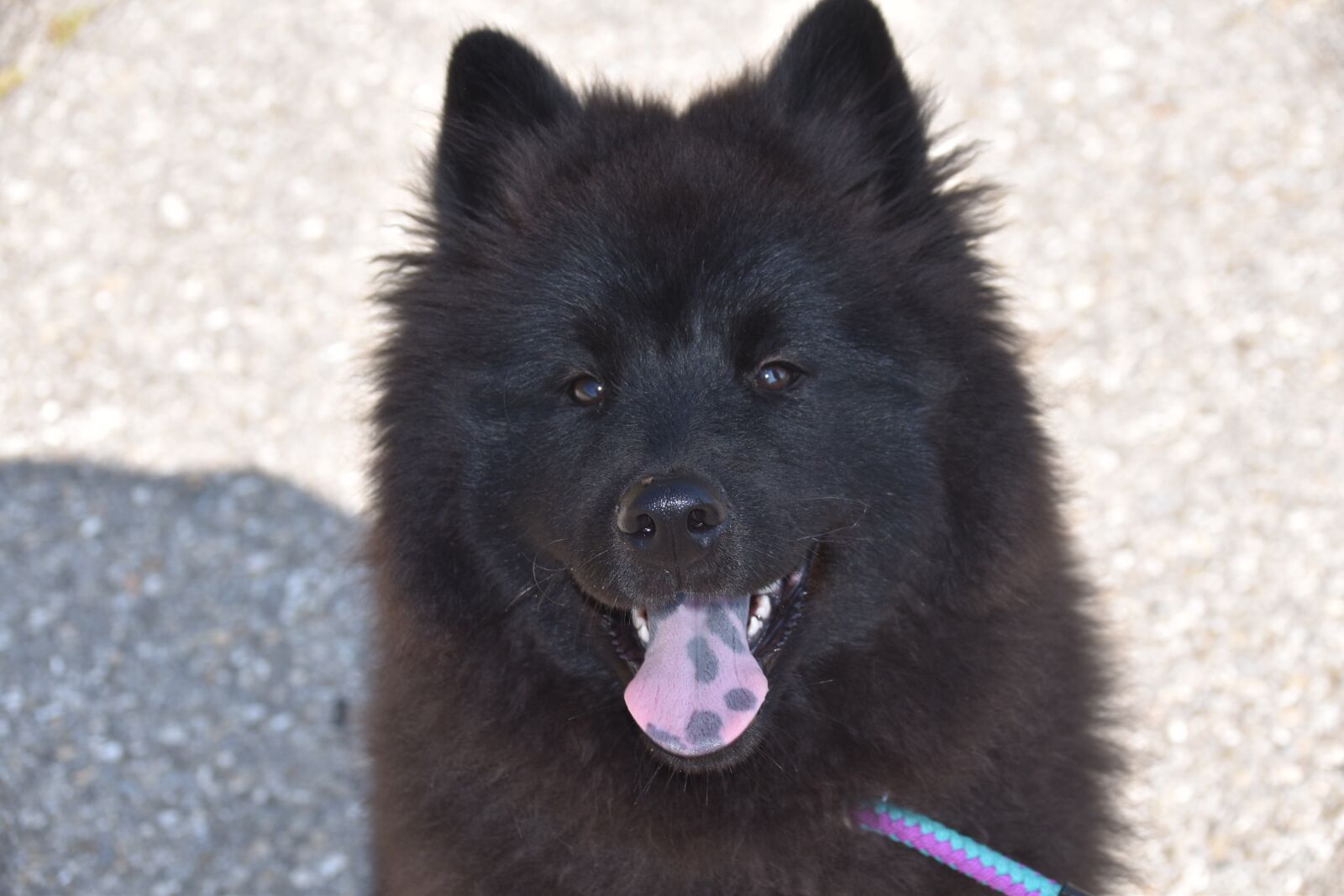 Nikon D5600 sample photo. Dog, dog eurasier, bitch photography