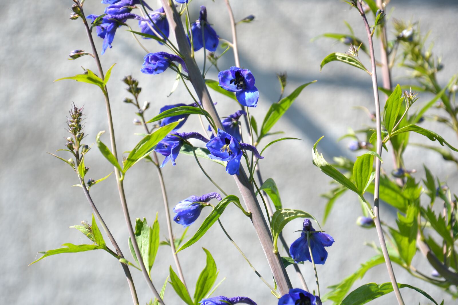 Nikon D3100 sample photo. Plant, delphinium, larkspur photography