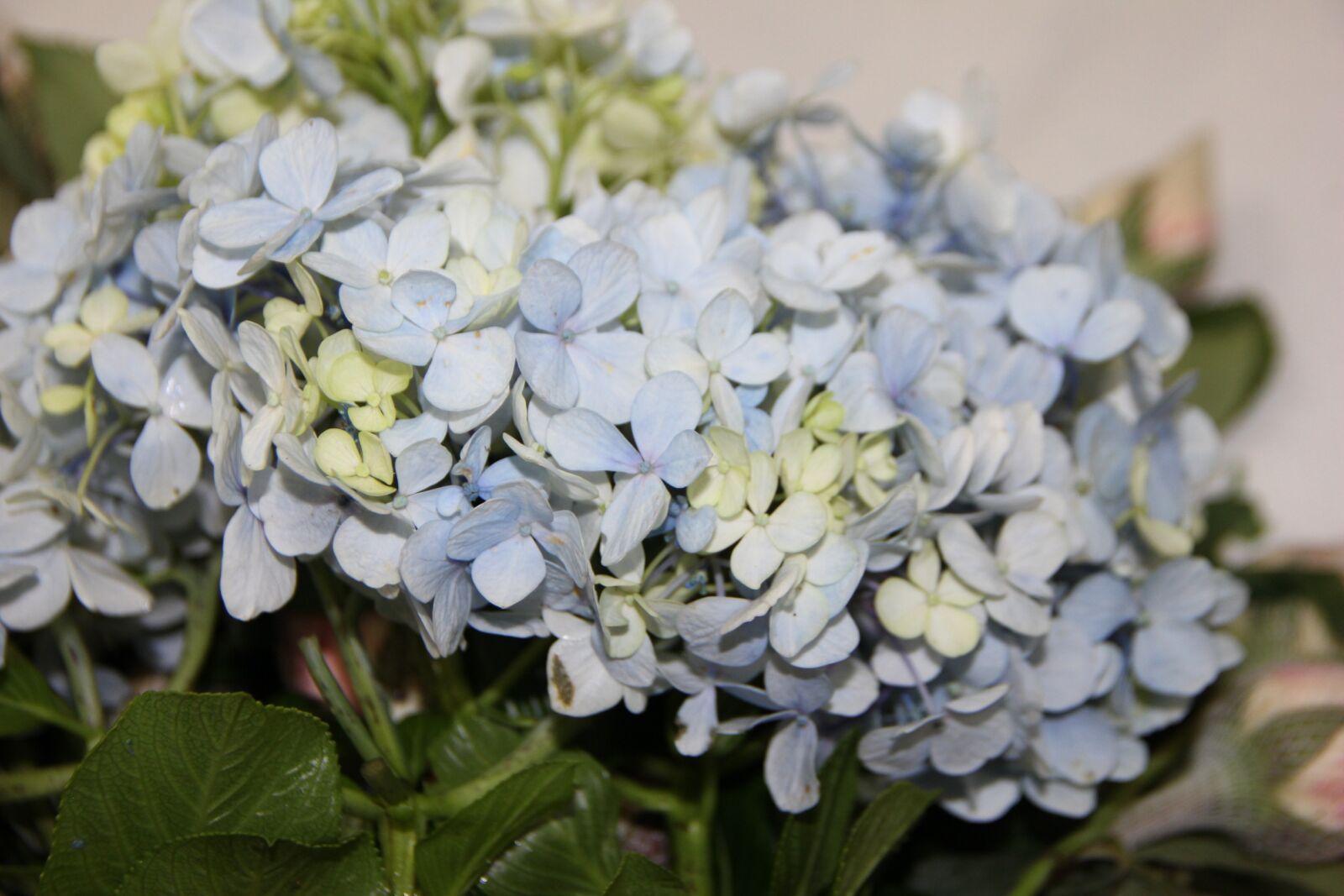 Canon EOS 600D (Rebel EOS T3i / EOS Kiss X5) sample photo. Blue hydrangeas, flower arrangement photography