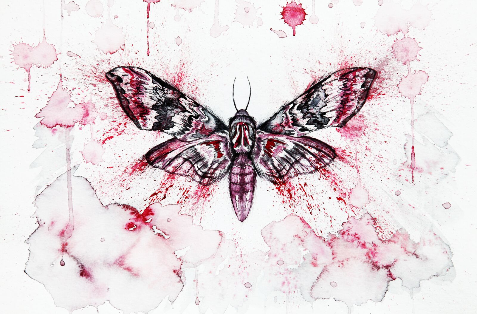 Canon EOS 5D Mark II sample photo. Red, moth, butterfly photography